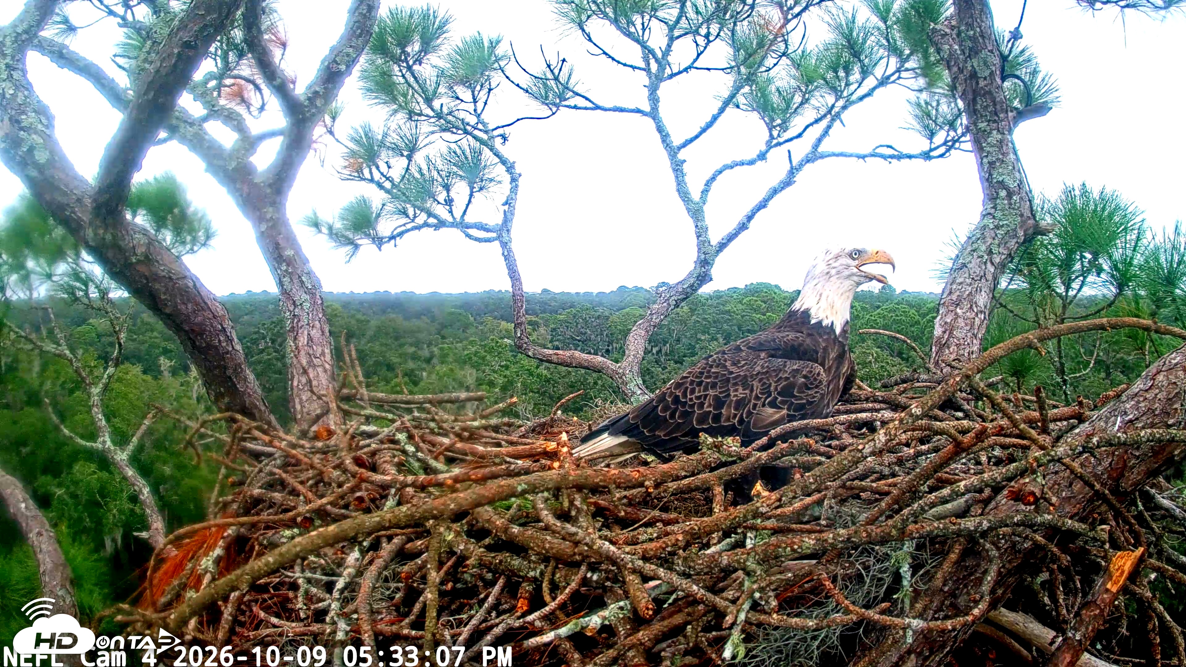 Snapshot of NE Florida Eagles Live Webcam taken Oct 9, 2026, 5:34pm EDT