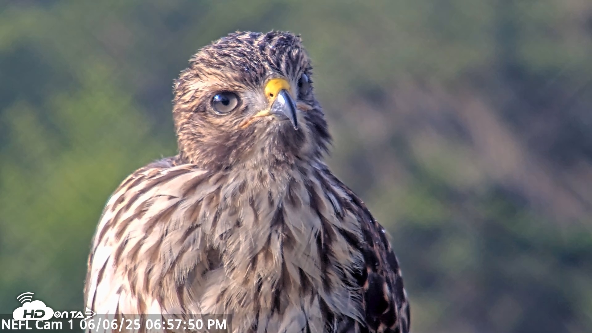 Snapshot of NE Florida Eagles Live Webcam taken Jun 6, 2025, 6:59pm EDT