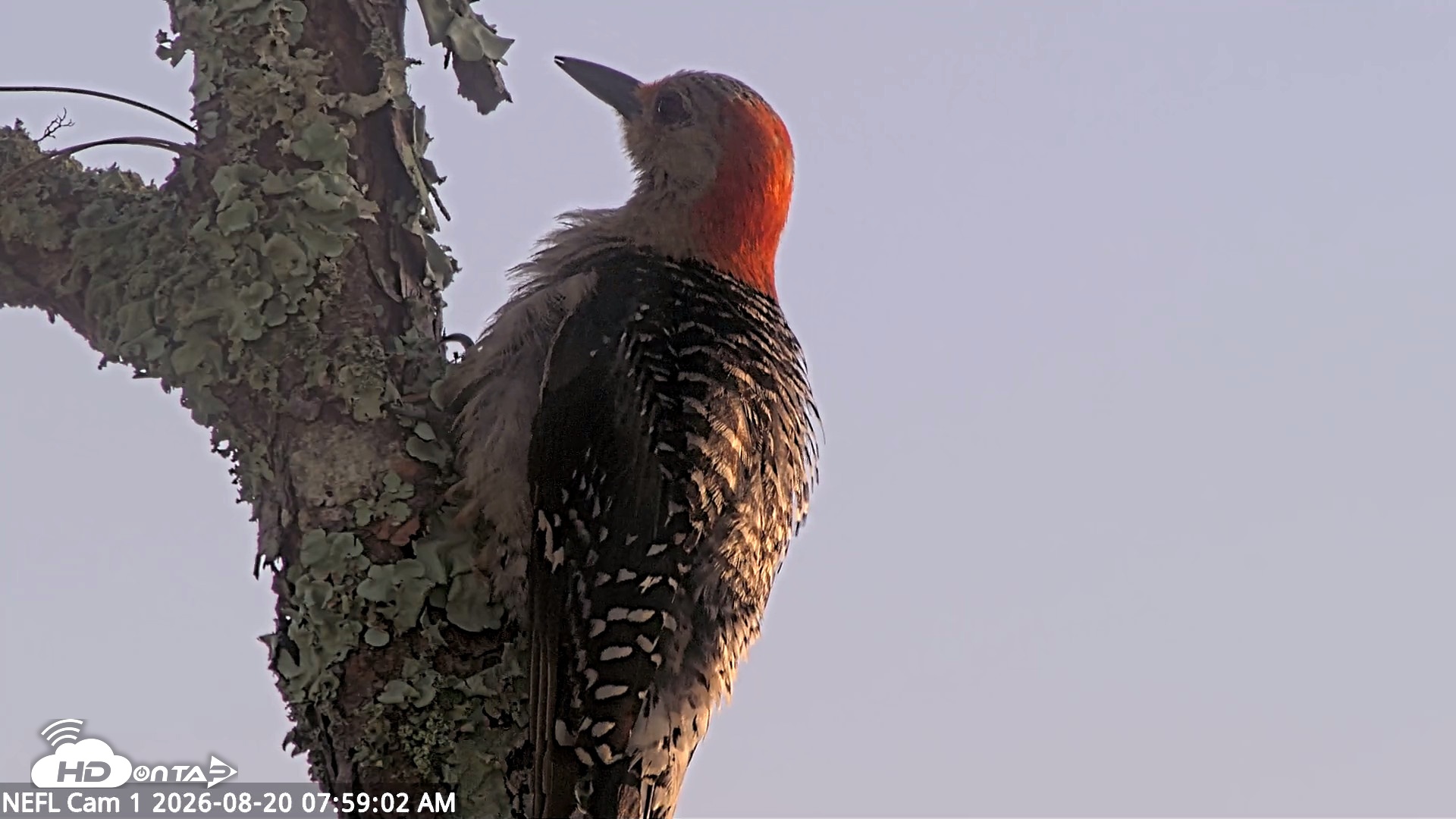 Snapshot of NE Florida Eagles Live Webcam taken Aug 20, 2026, 7:59am EDT