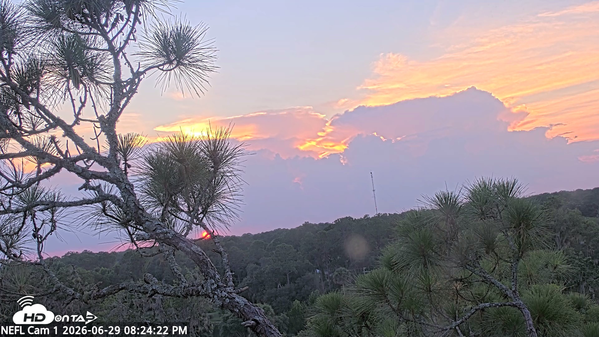 Snapshot of NE Florida Eagles Live Webcam taken Jun 29, 2026, 8:26pm EDT