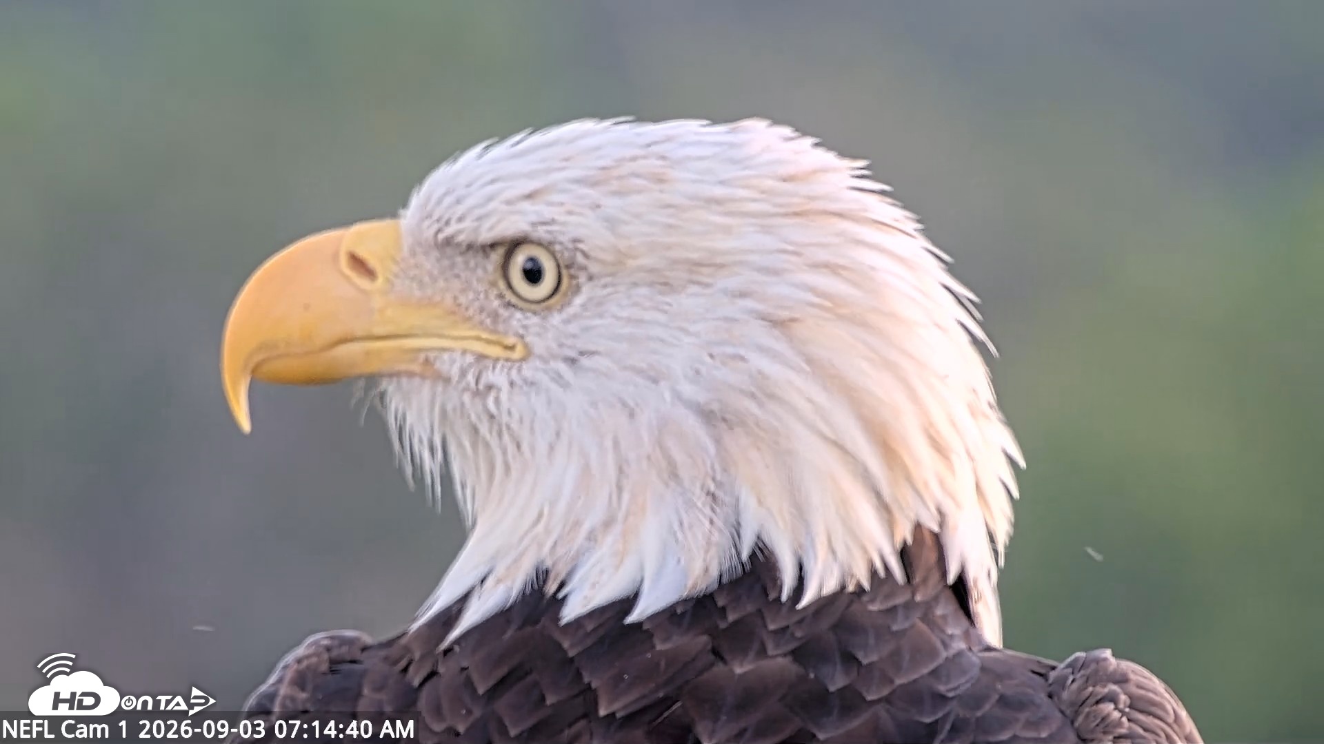 Snapshot of NE Florida Eagles Live Webcam taken Sep 3, 2026, 7:15am EDT