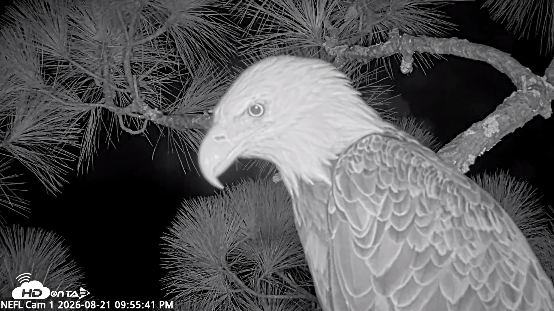 Snapshot of NE Florida Eagles Live Webcam taken Aug 21, 2026, 9:56pm EDT