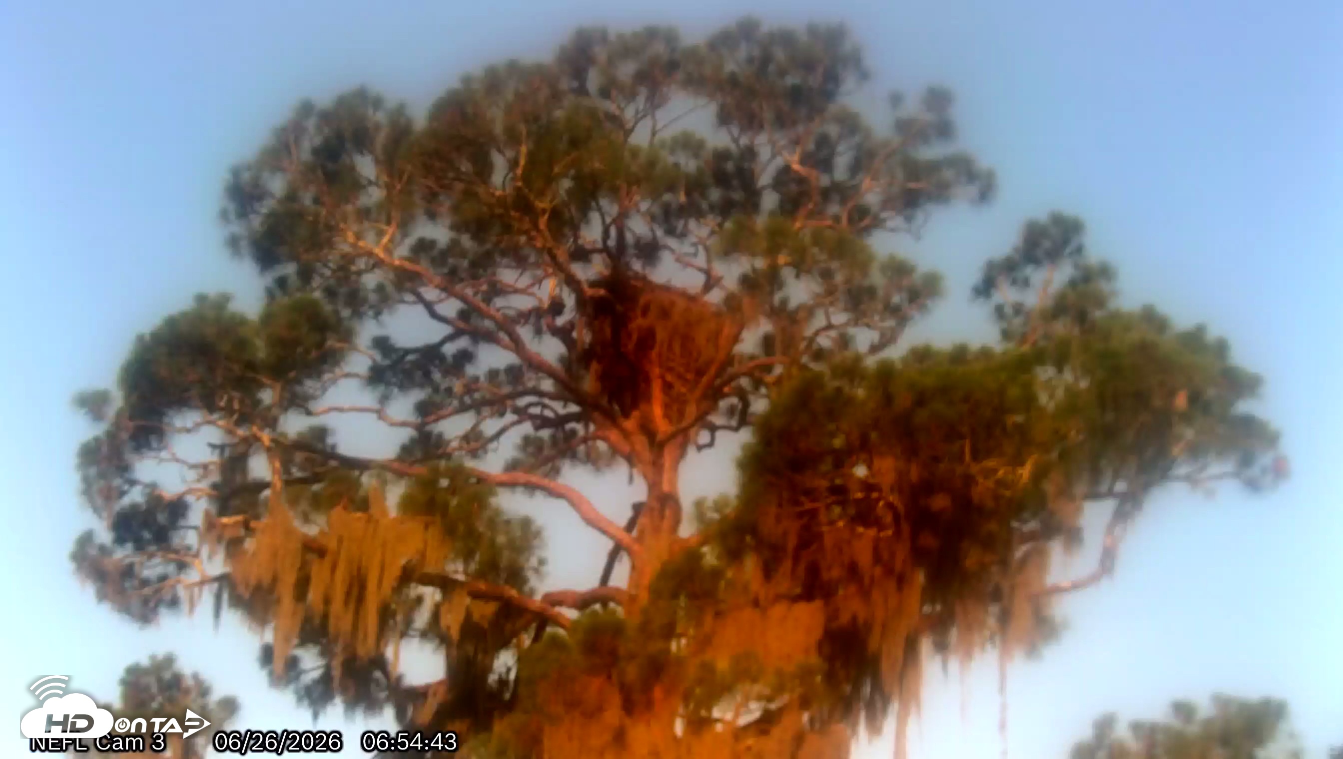 Snapshot of NE Florida Eagles Live Webcam taken Jun 26, 2026, 6:56am EDT