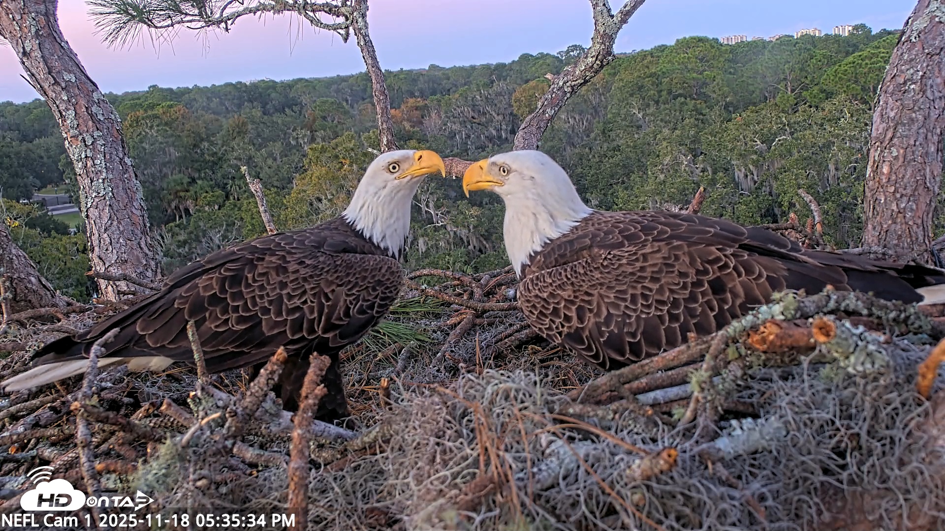 Snapshot of NE Florida Eagles Live Webcam taken Nov 18, 2025, 5:36pm EST