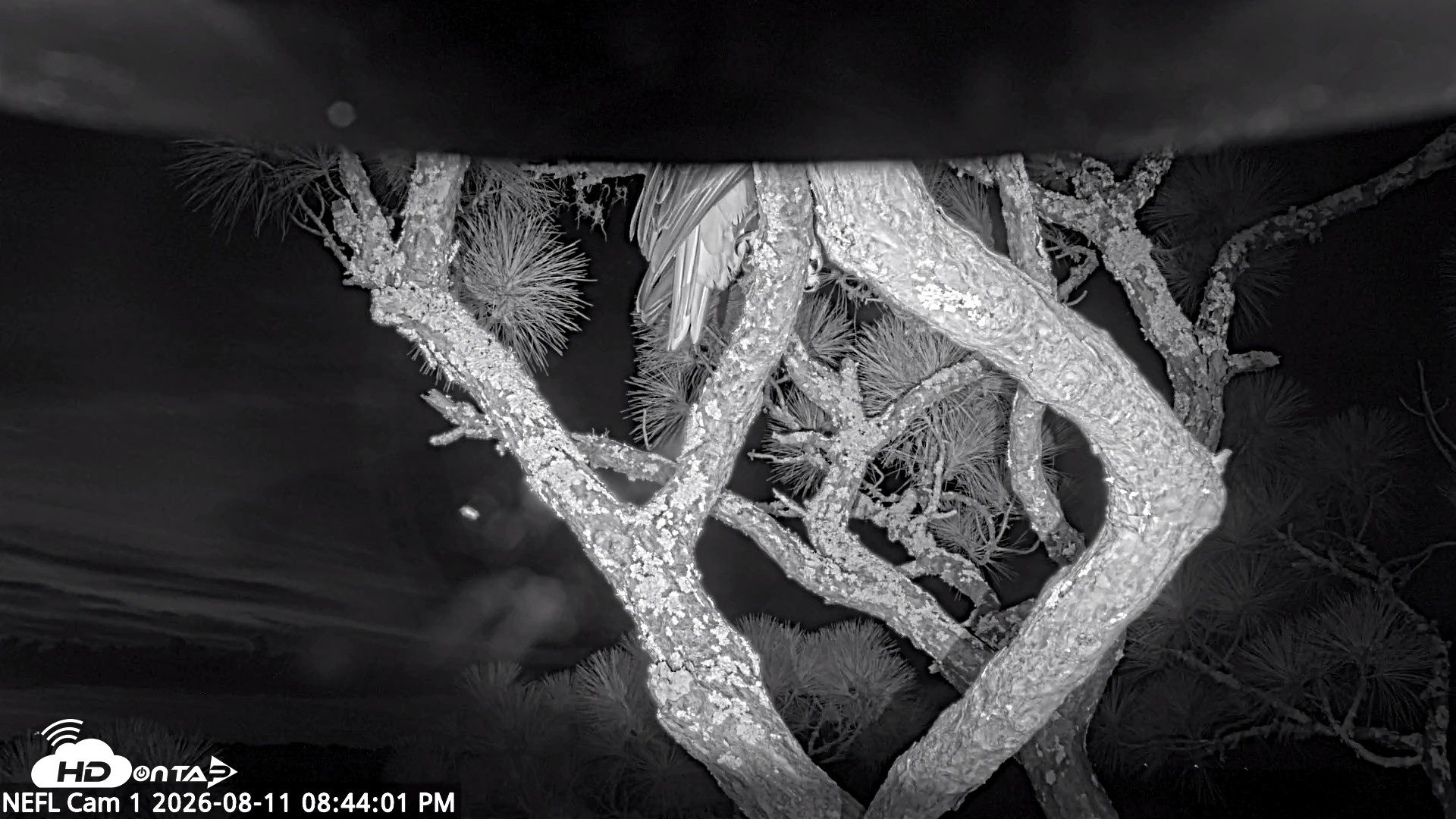 Snapshot of NE Florida Eagles Live Webcam taken Aug 11, 2026, 8:45pm EDT