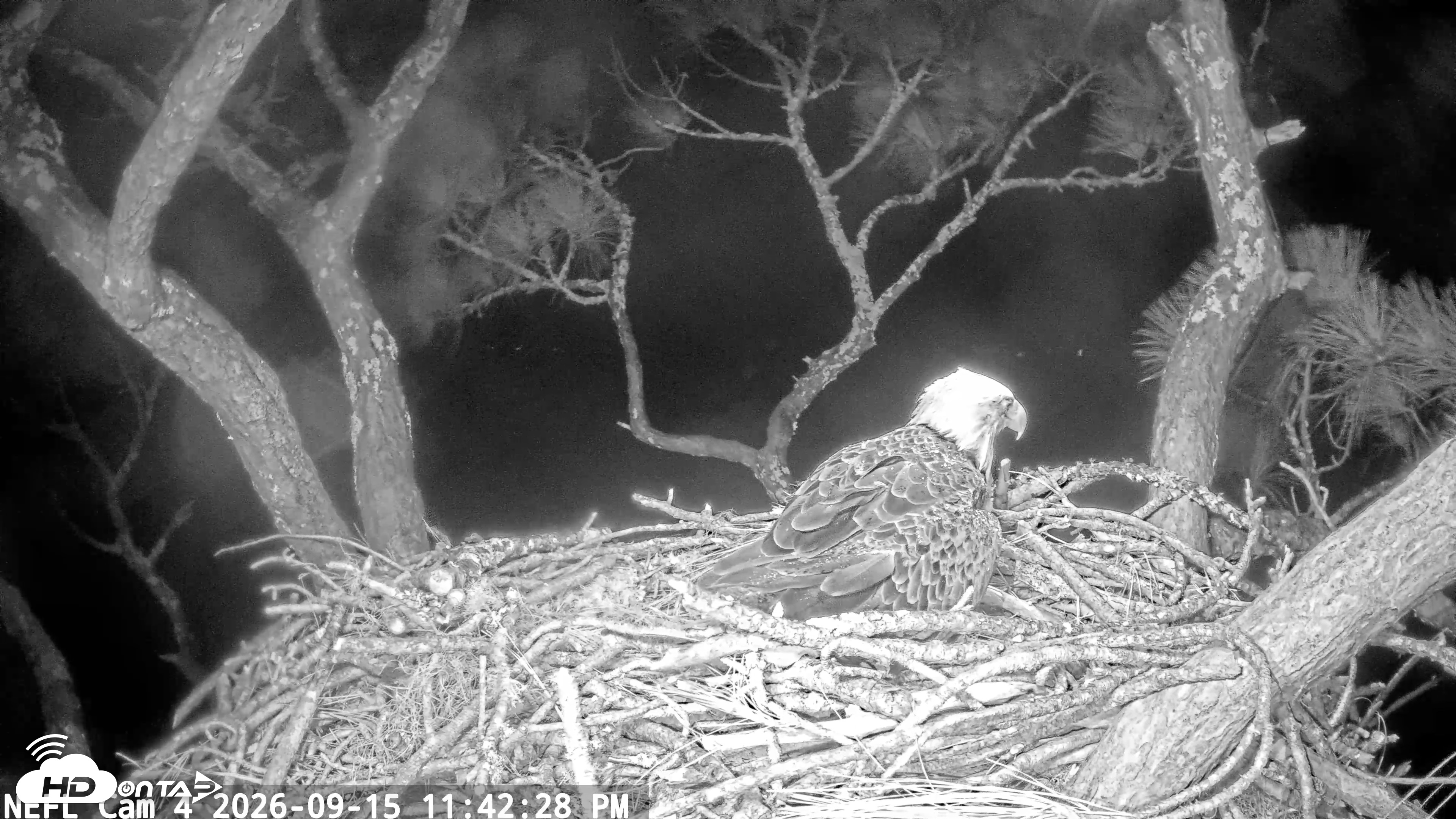 Snapshot of NE Florida Eagles Live Webcam taken Sep 15, 2026, 11:43pm EDT