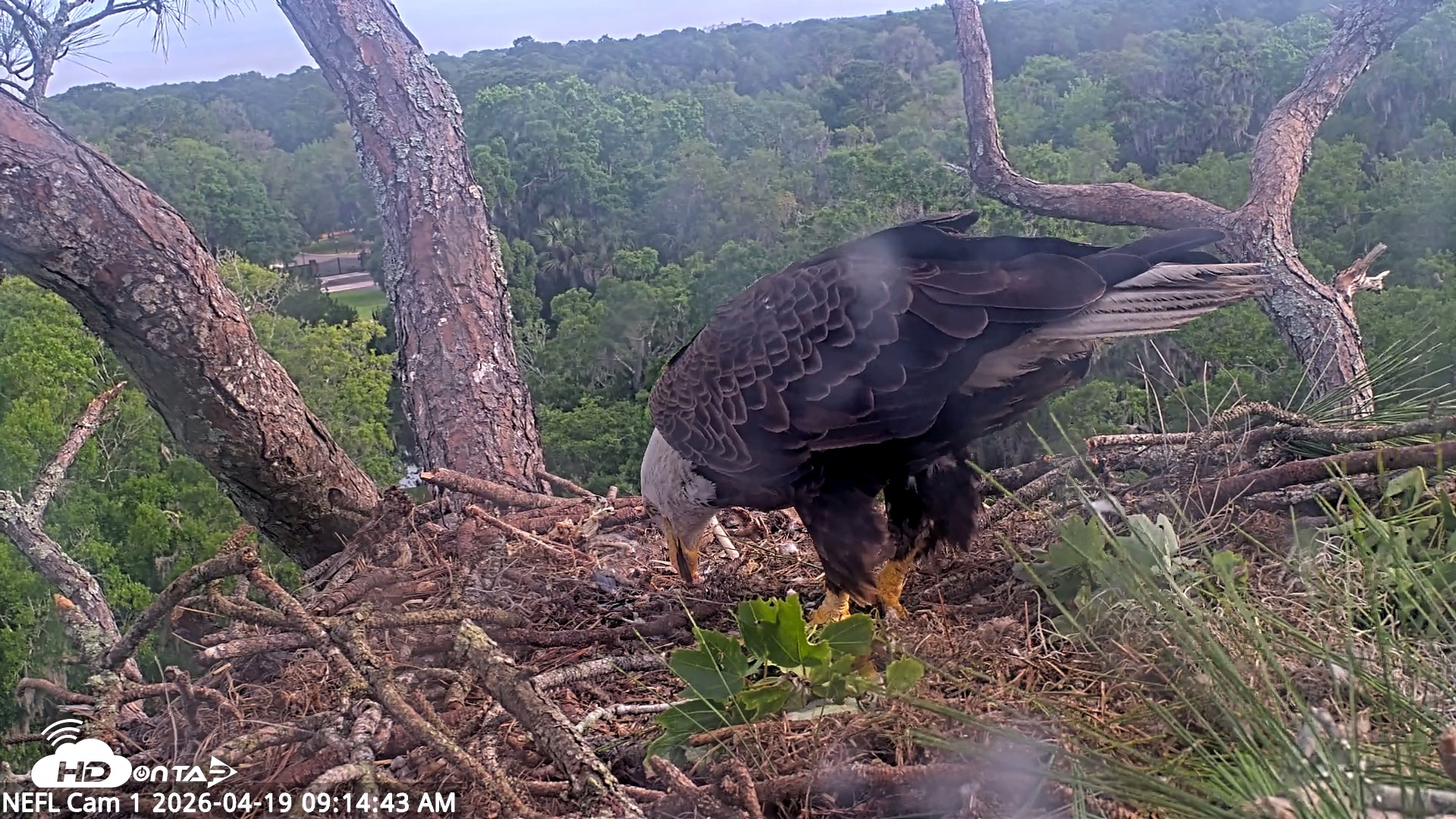Snapshot of NE Florida Eagles Live Webcam taken Apr 19, 2026, 9:15am EDT