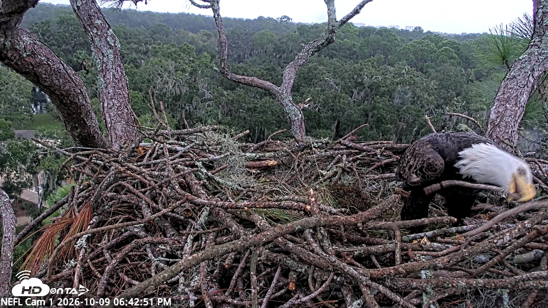 Snapshot of NE Florida Eagles Live Webcam taken Oct 9, 2026, 6:43pm EDT