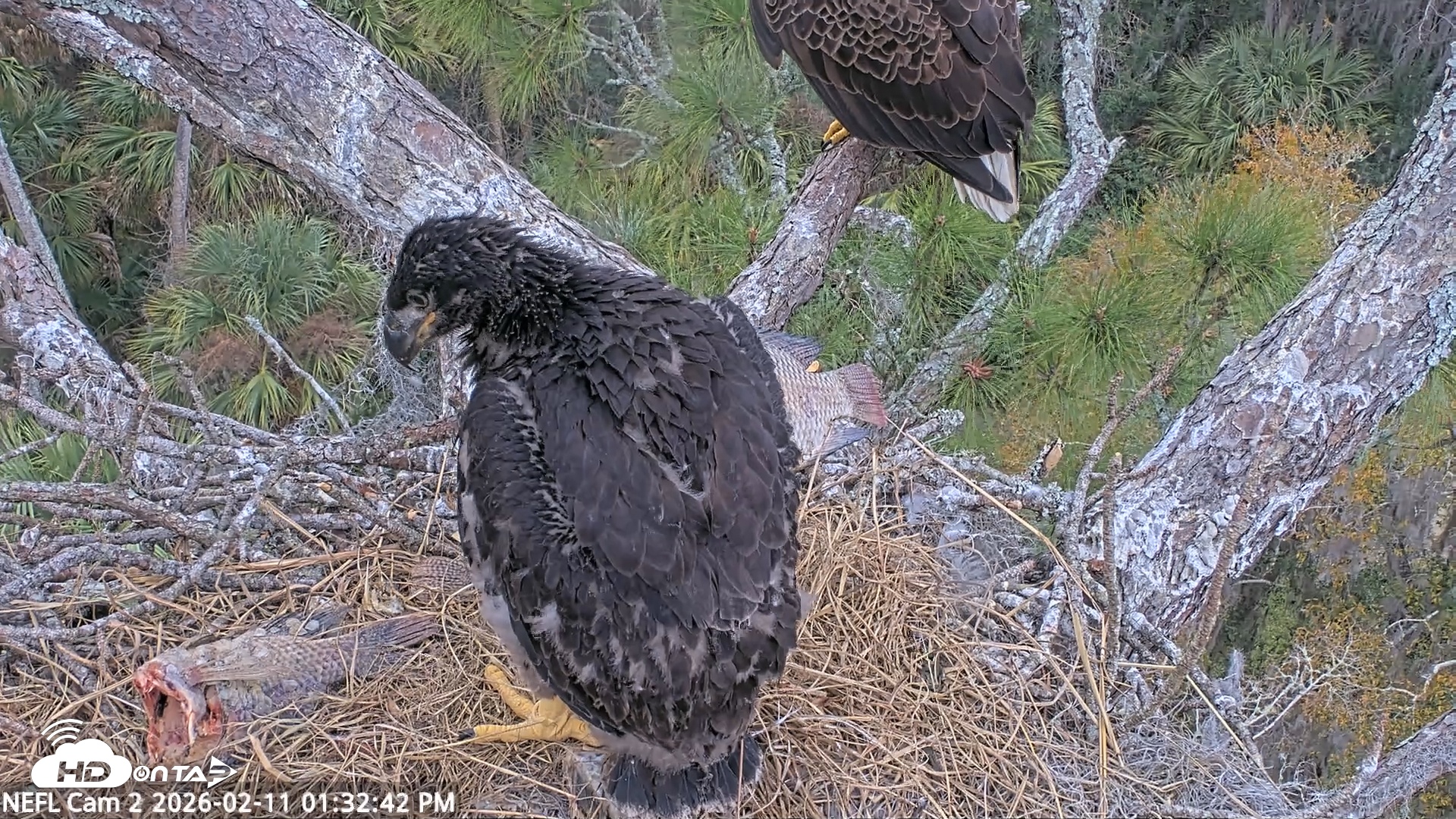 Snapshot of NE Florida Eagles Live Webcam taken Feb 11, 2026, 1:33pm EST