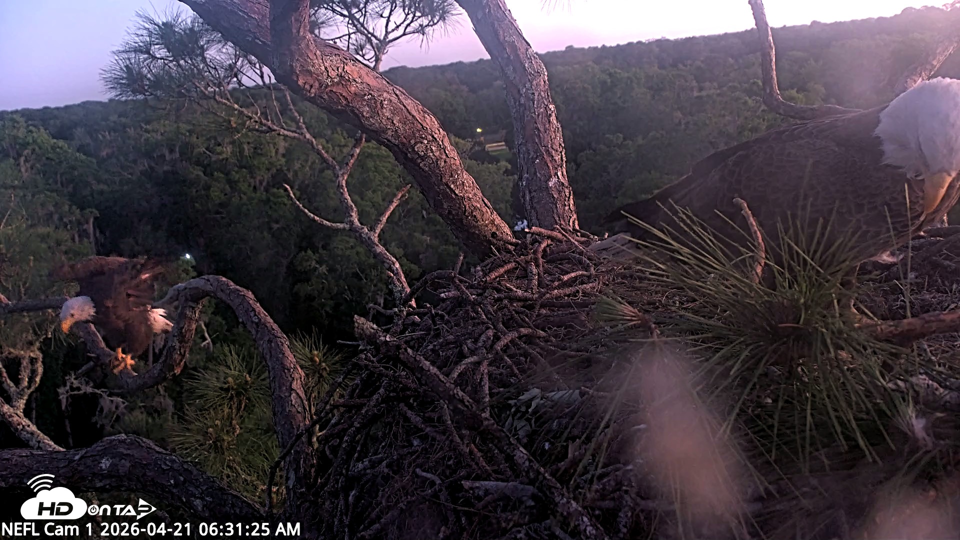 Snapshot of NE Florida Eagles Live Webcam taken Apr 21, 2026, 6:32am EDT