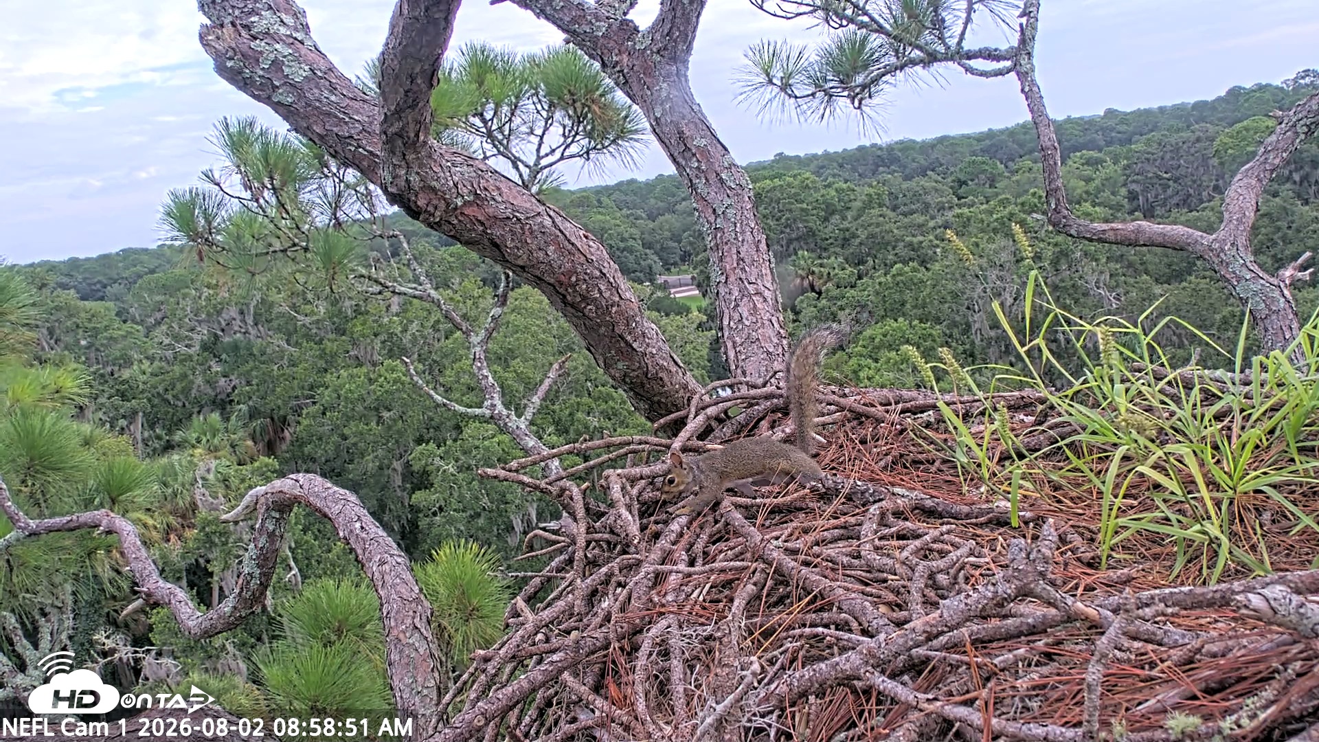 Snapshot of NE Florida Eagles Live Webcam taken Aug 2, 2026, 9:00am EDT