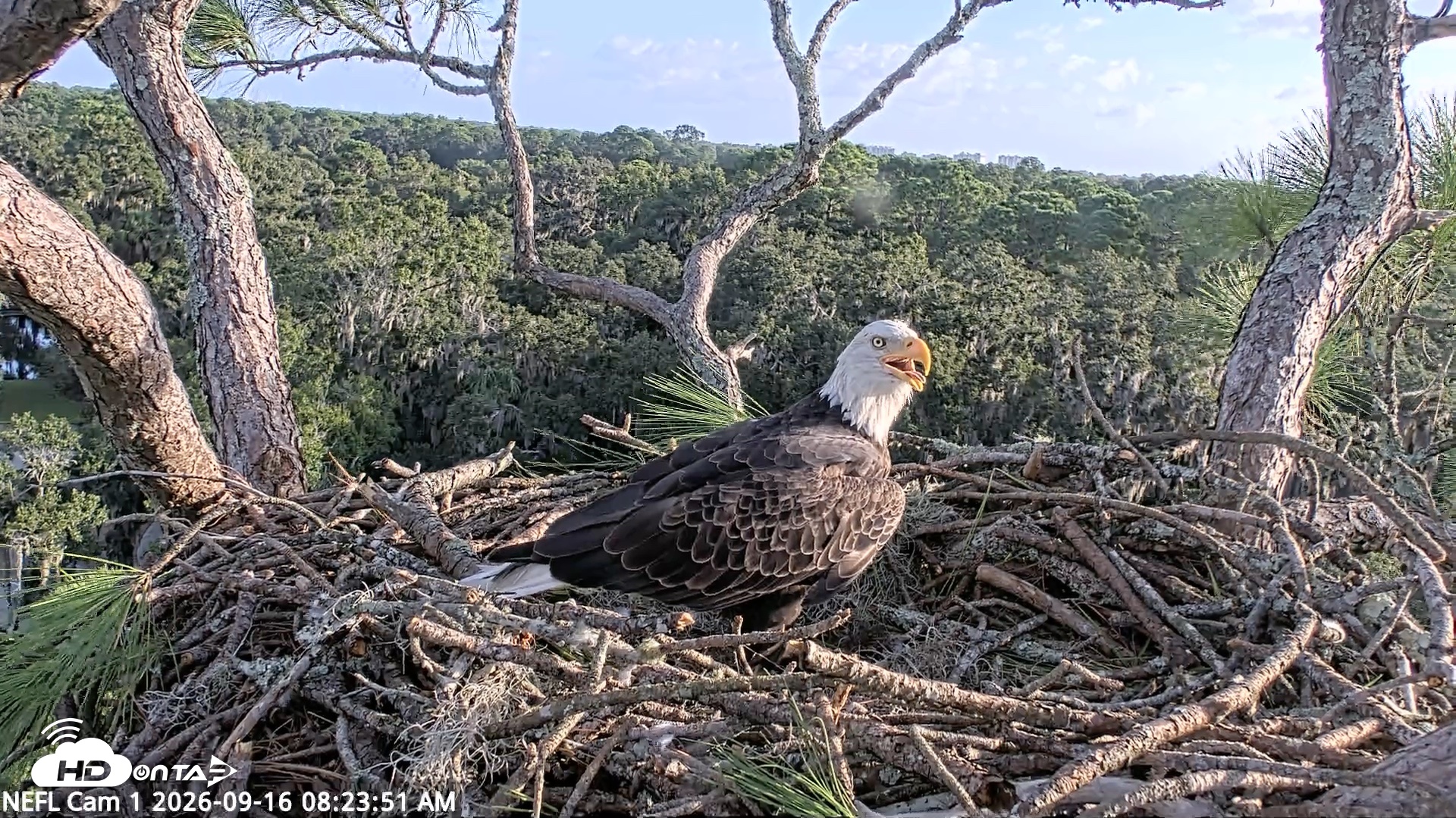 Snapshot of NE Florida Eagles Live Webcam taken Sep 16, 2026, 8:24am EDT
