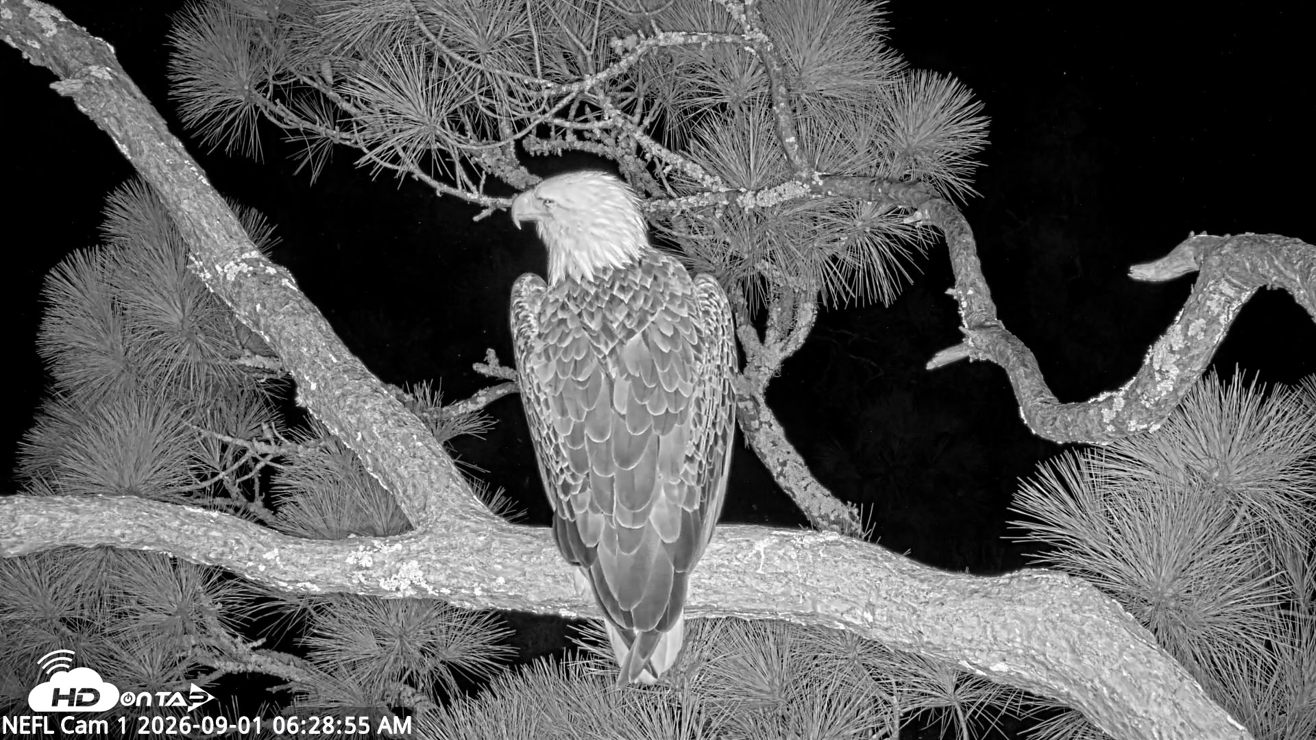 Snapshot of NE Florida Eagles Live Webcam taken Sep 1, 2026, 6:33am EDT