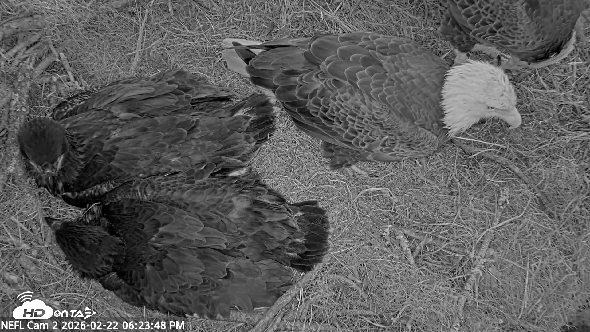 Snapshot of NE Florida Eagles Live Webcam taken Feb 22, 2026, 6:24pm EST