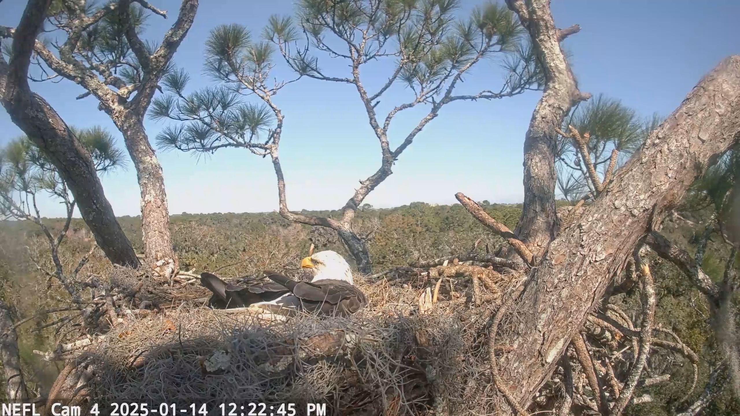 Snapshot of NE Florida Eagles Live Webcam taken Jan 14, 2025, 12:22pm EST