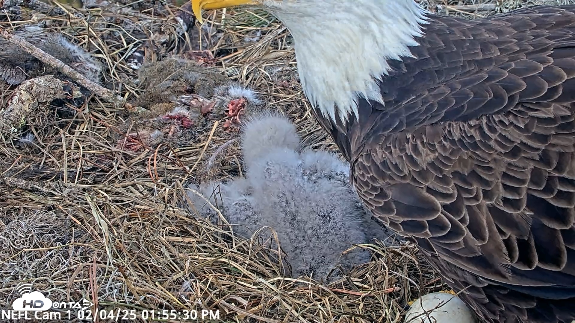 Snapshot of NE Florida Eagles Live Webcam taken Feb 4, 2025, 1:55pm EST