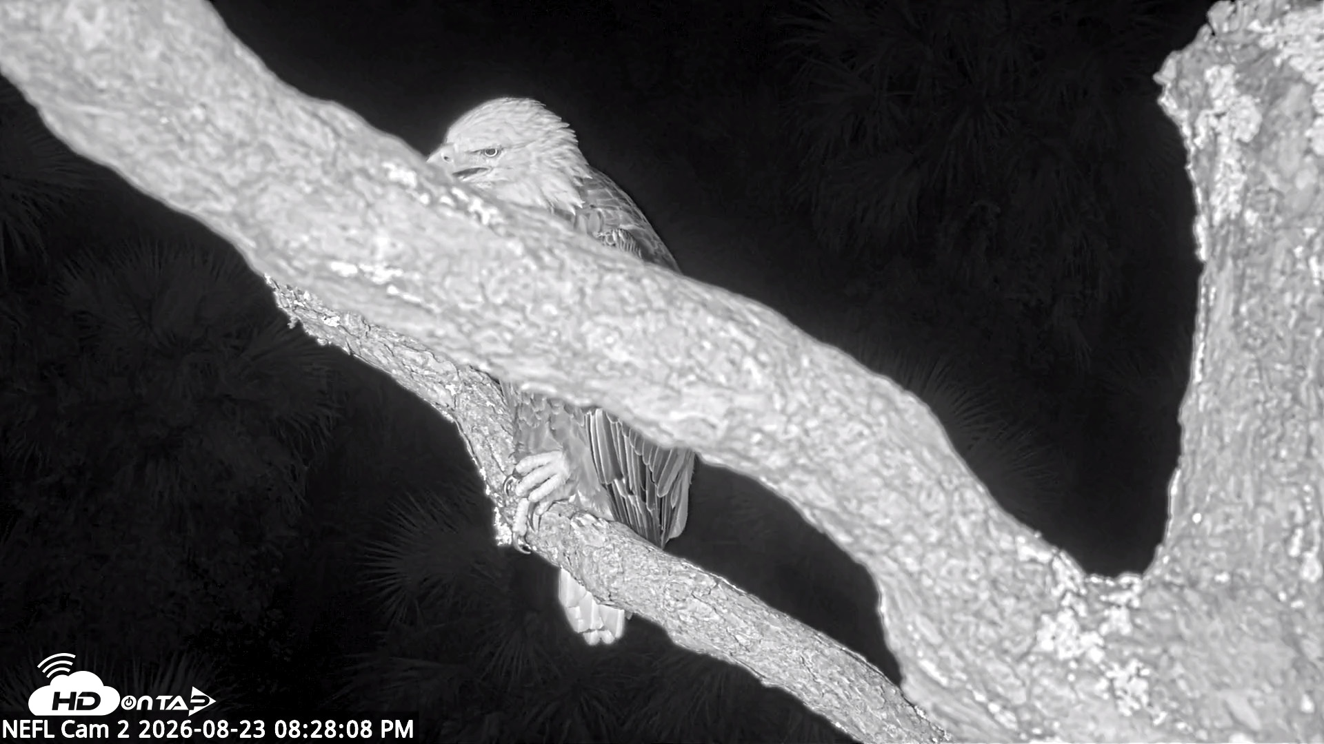 Snapshot of NE Florida Eagles Live Webcam taken Aug 23, 2026, 8:29pm EDT
