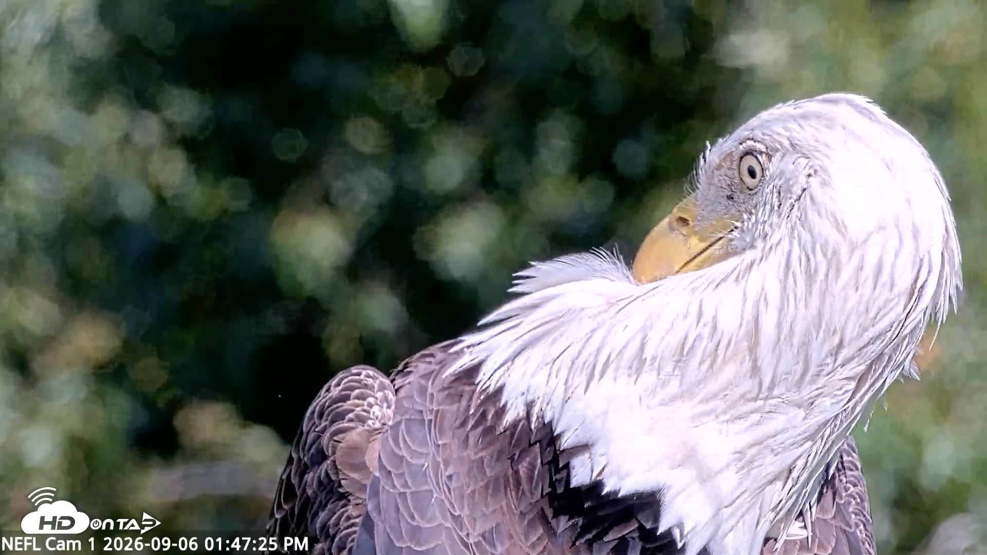 Snapshot of NE Florida Eagles Live Webcam taken Sep 6, 2026, 1:48pm EDT