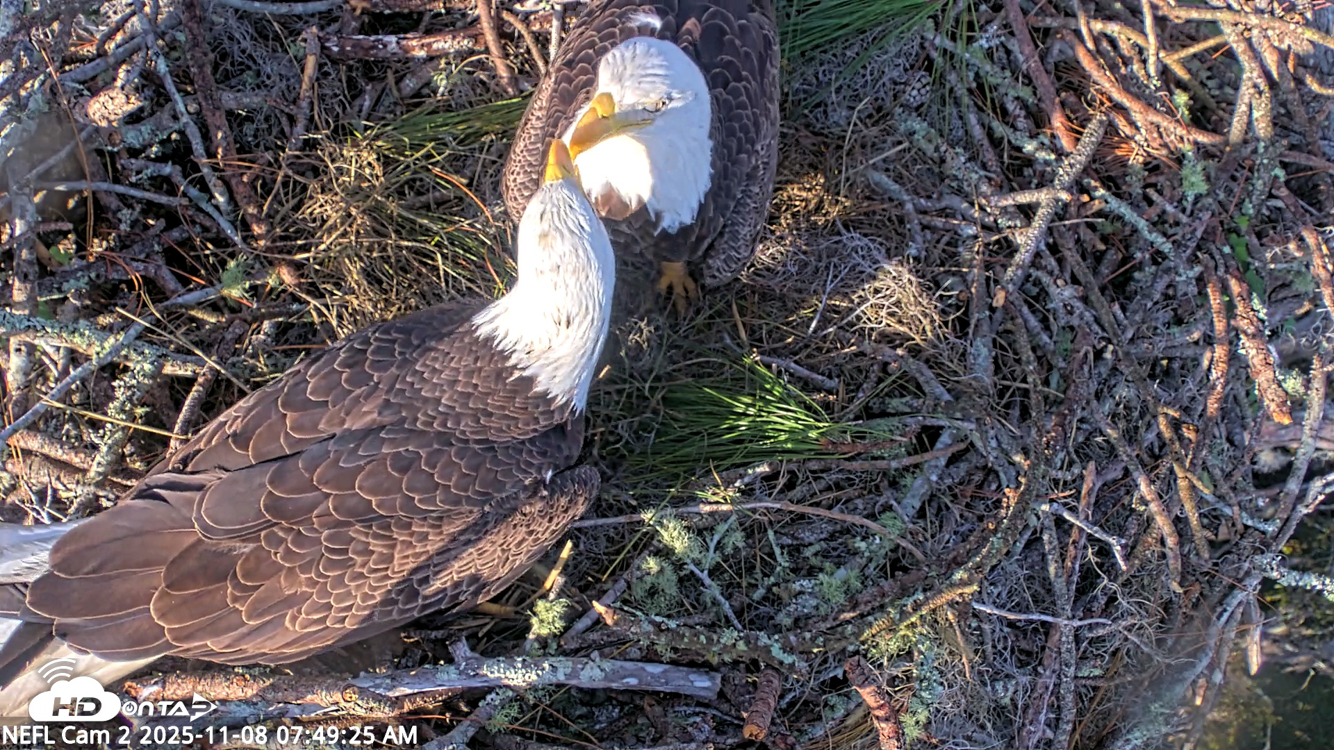 Snapshot of NE Florida Eagles Live Webcam taken Nov 8, 2025, 7:50am EST