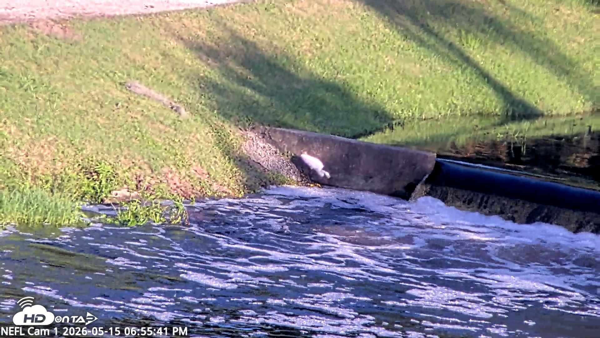 Snapshot of NE Florida Eagles Live Webcam taken May 15, 2026, 6:56pm EDT