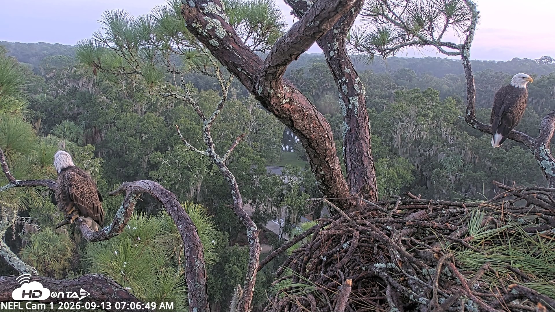 Snapshot of NE Florida Eagles Live Webcam taken Sep 13, 2026, 7:07am EDT
