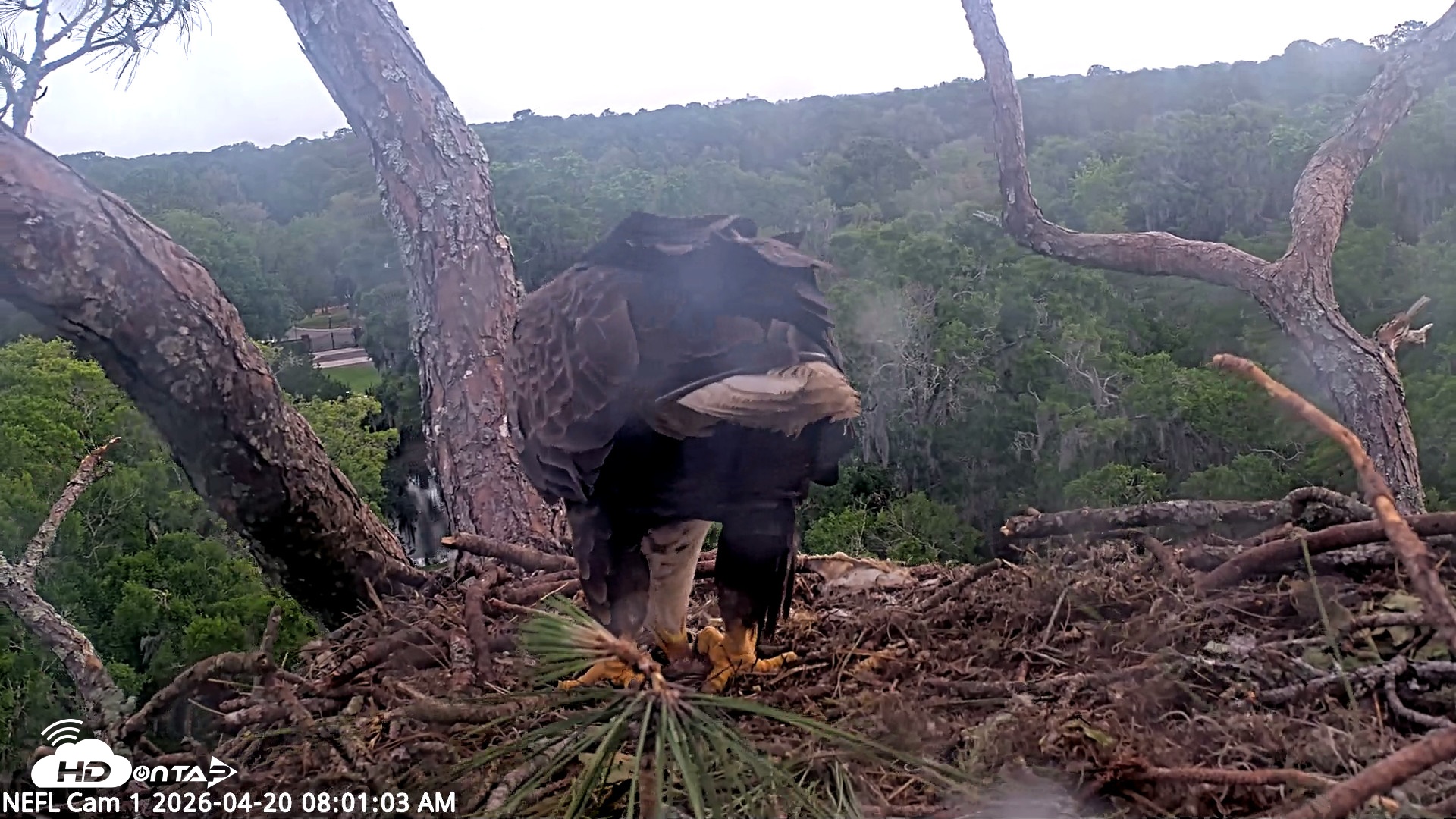 Snapshot of NE Florida Eagles Live Webcam taken Apr 20, 2026, 8:01am EDT