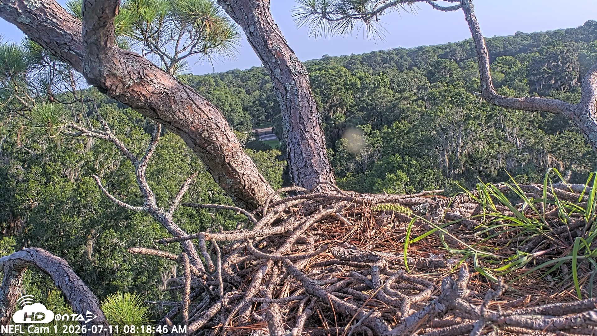 Snapshot of NE Florida Eagles Live Webcam taken Jul 11, 2026, 8:20am EDT