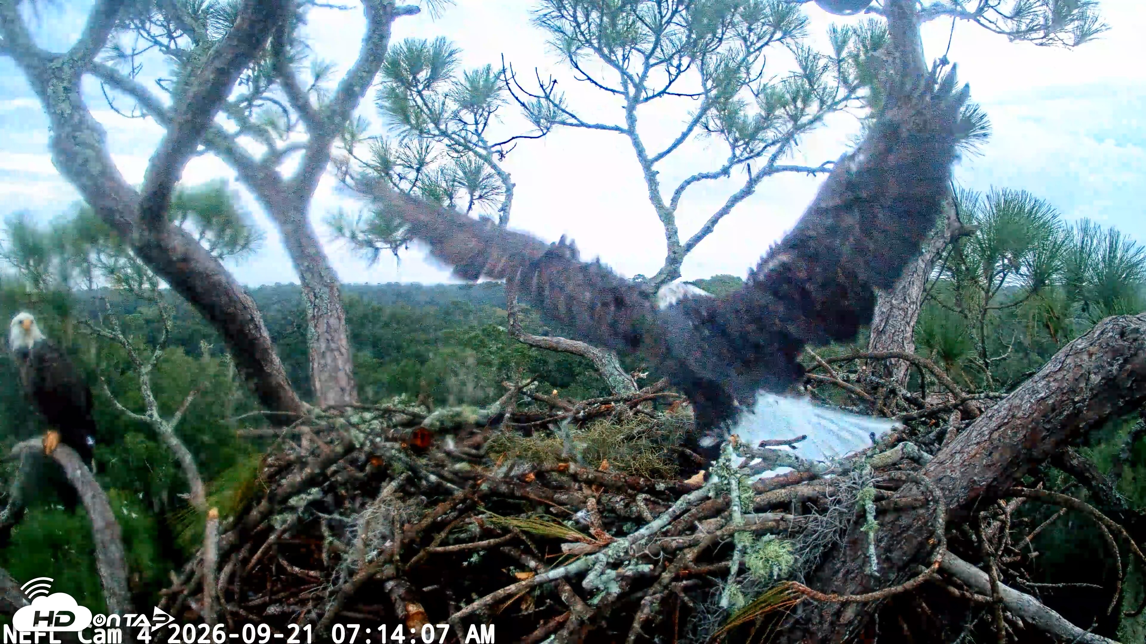 Snapshot of NE Florida Eagles Live Webcam taken Sep 21, 2026, 7:14am EDT