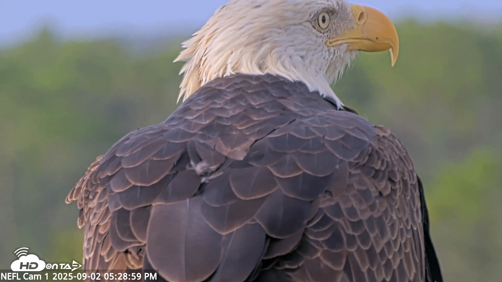 Snapshot of NE Florida Eagles Live Webcam taken Sep 2, 2025, 5:29pm EDT