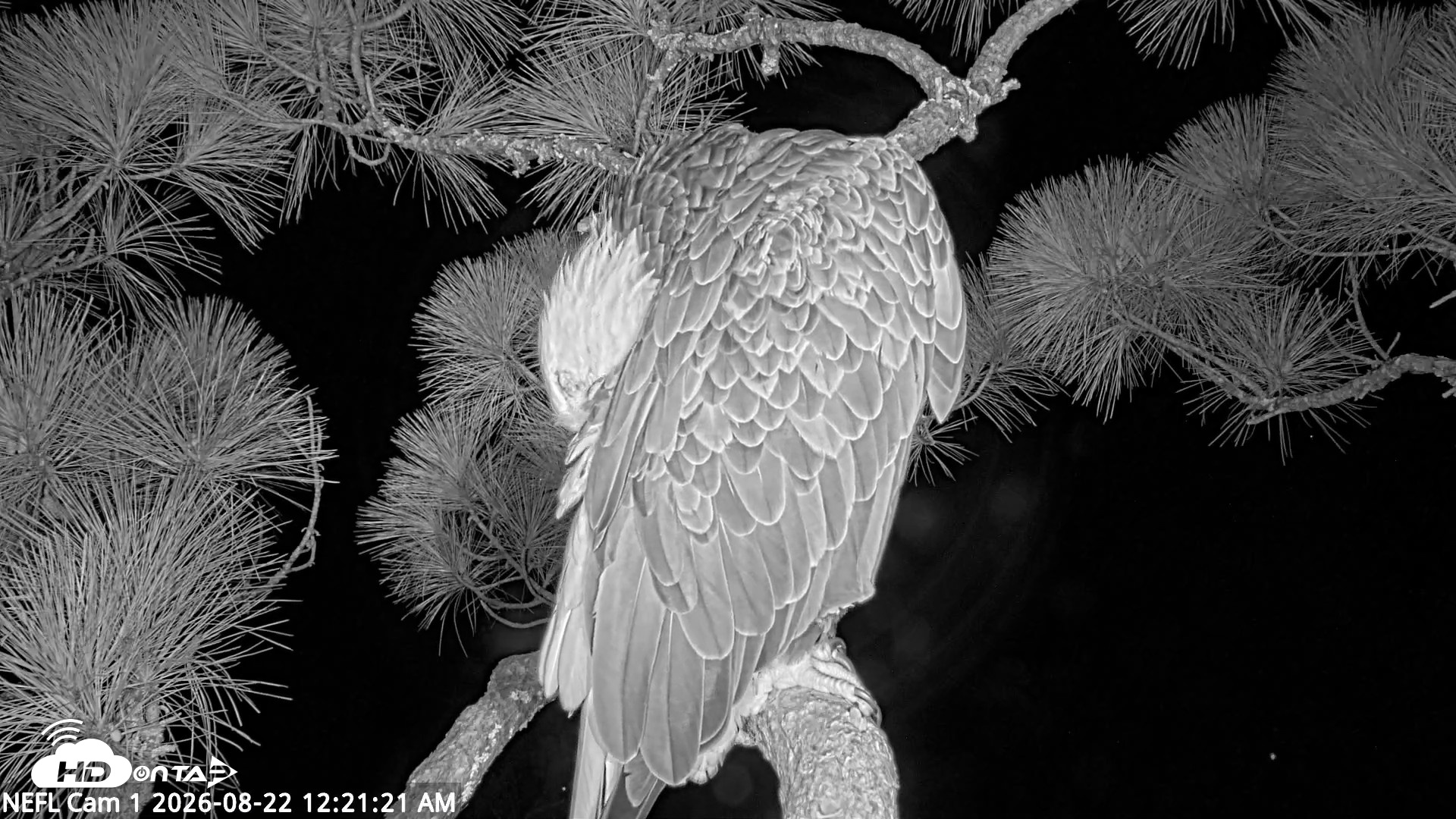 Snapshot of NE Florida Eagles Live Webcam taken Aug 22, 2026, 12:22am EDT