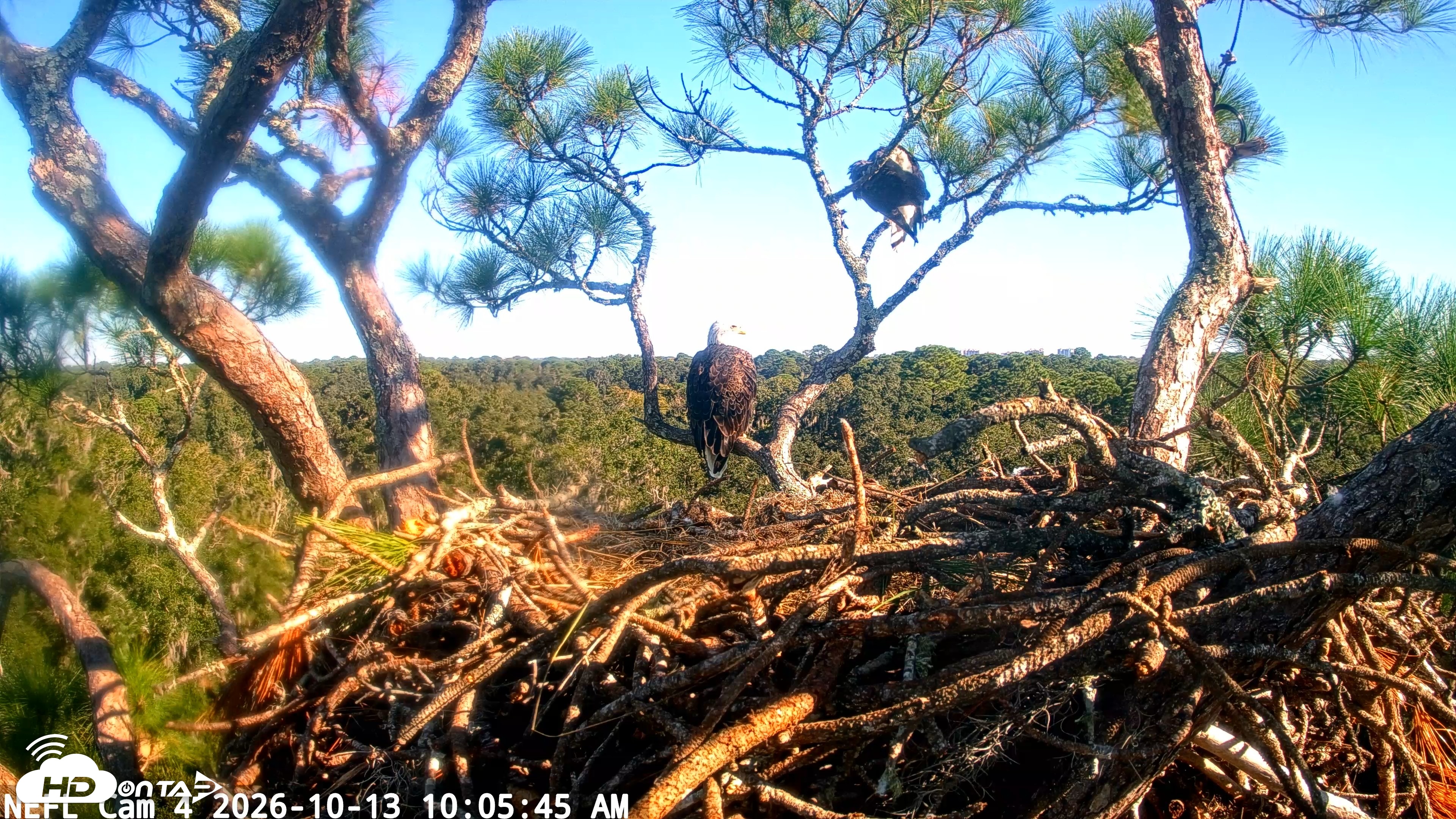 Snapshot of NE Florida Eagles Live Webcam taken Oct 13, 2026, 10:06am EDT