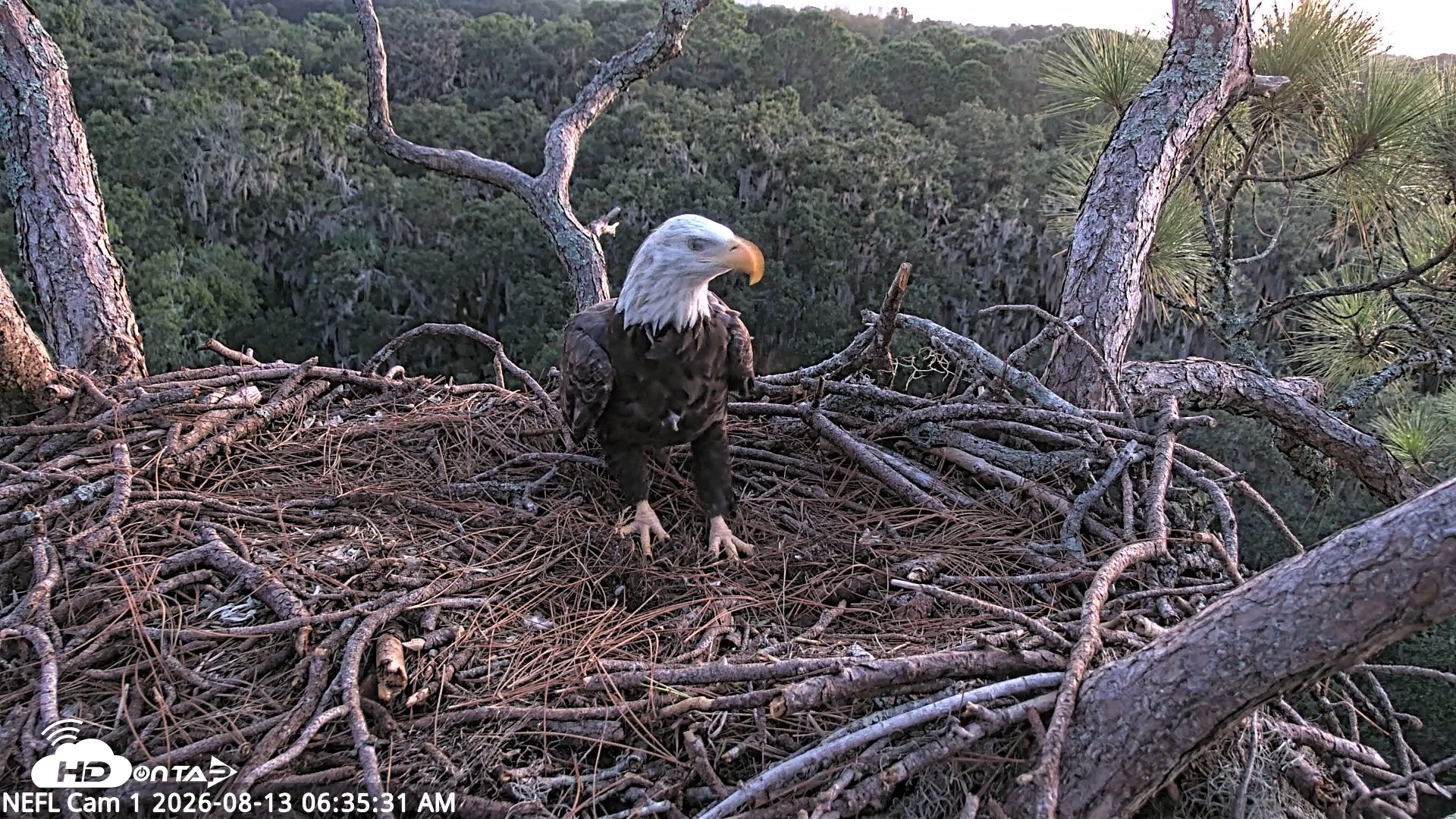 Snapshot of NE Florida Eagles Live Webcam taken Aug 13, 2026, 6:36am EDT