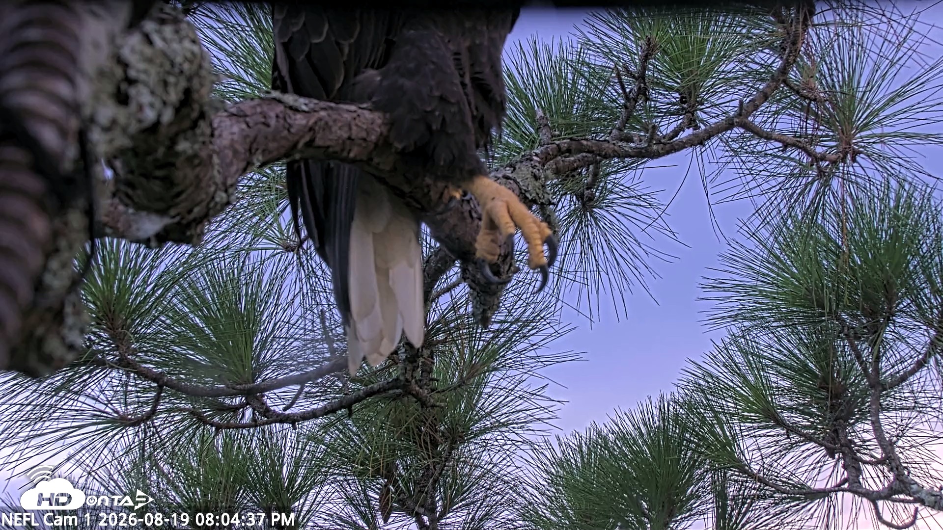 Snapshot of NE Florida Eagles Live Webcam taken Aug 19, 2026, 8:05pm EDT