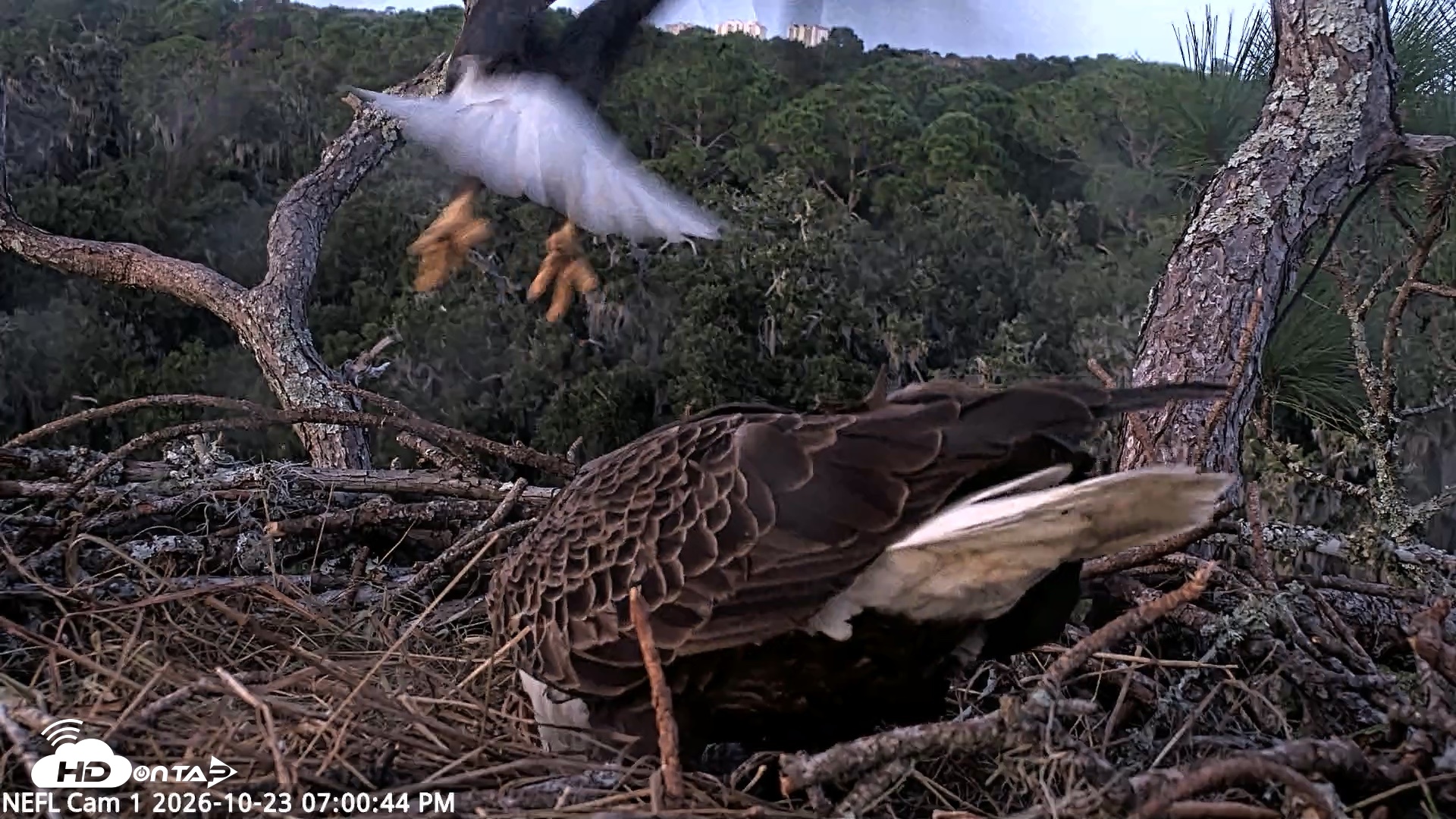 Snapshot of NE Florida Eagles Live Webcam taken Oct 23, 2026, 7:01pm EDT