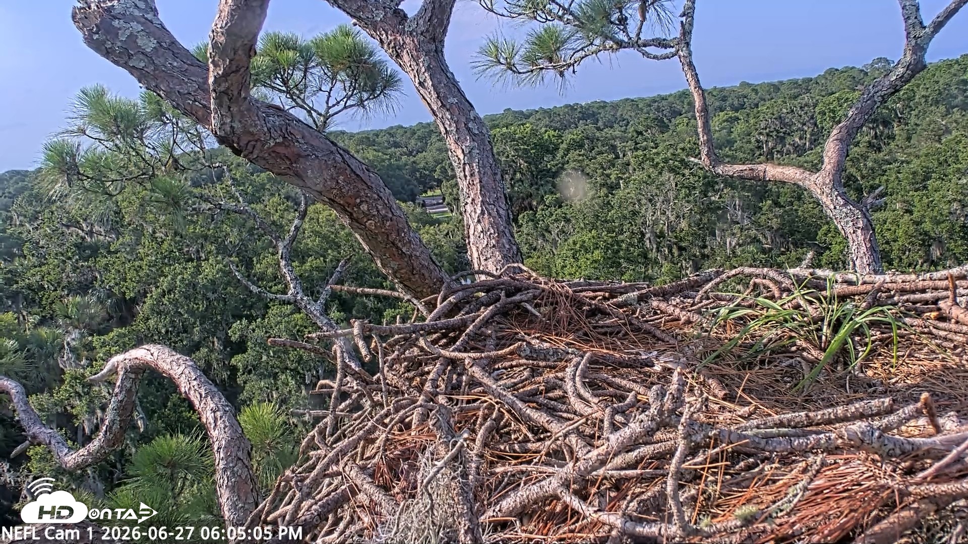 Snapshot of NE Florida Eagles Live Webcam taken Jun 27, 2026, 6:07pm EDT