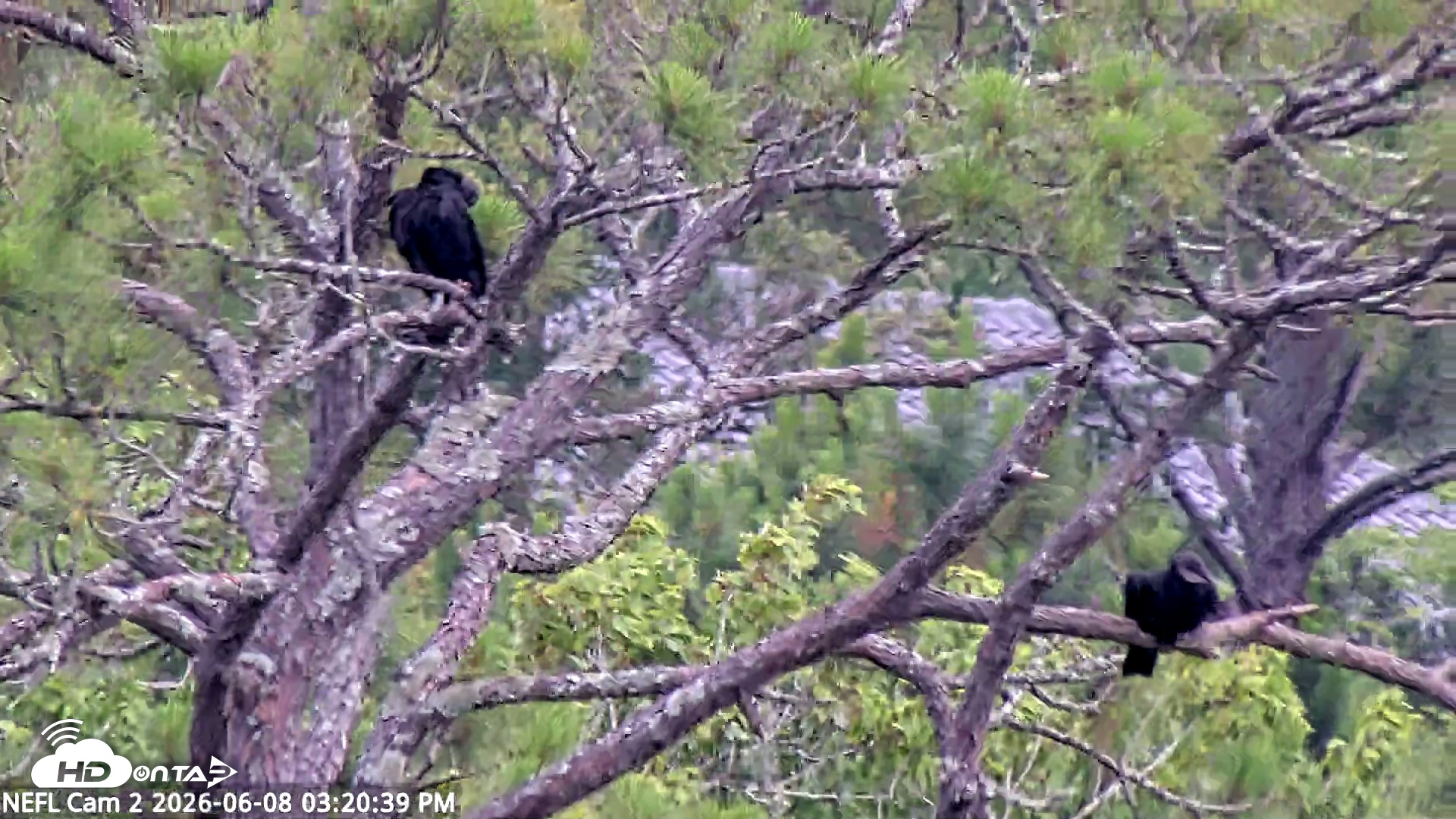 Snapshot of NE Florida Eagles Live Webcam taken Jun 8, 2026, 3:21pm EDT