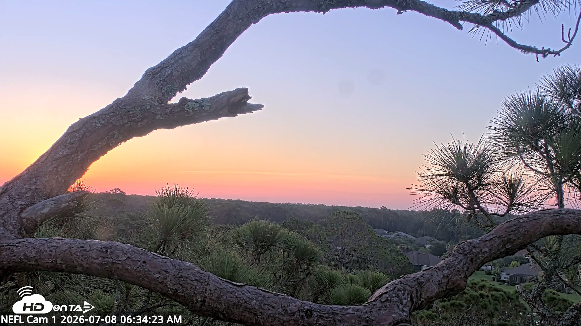 Snapshot of NE Florida Eagles Live Webcam taken Jul 8, 2026, 6:36am EDT