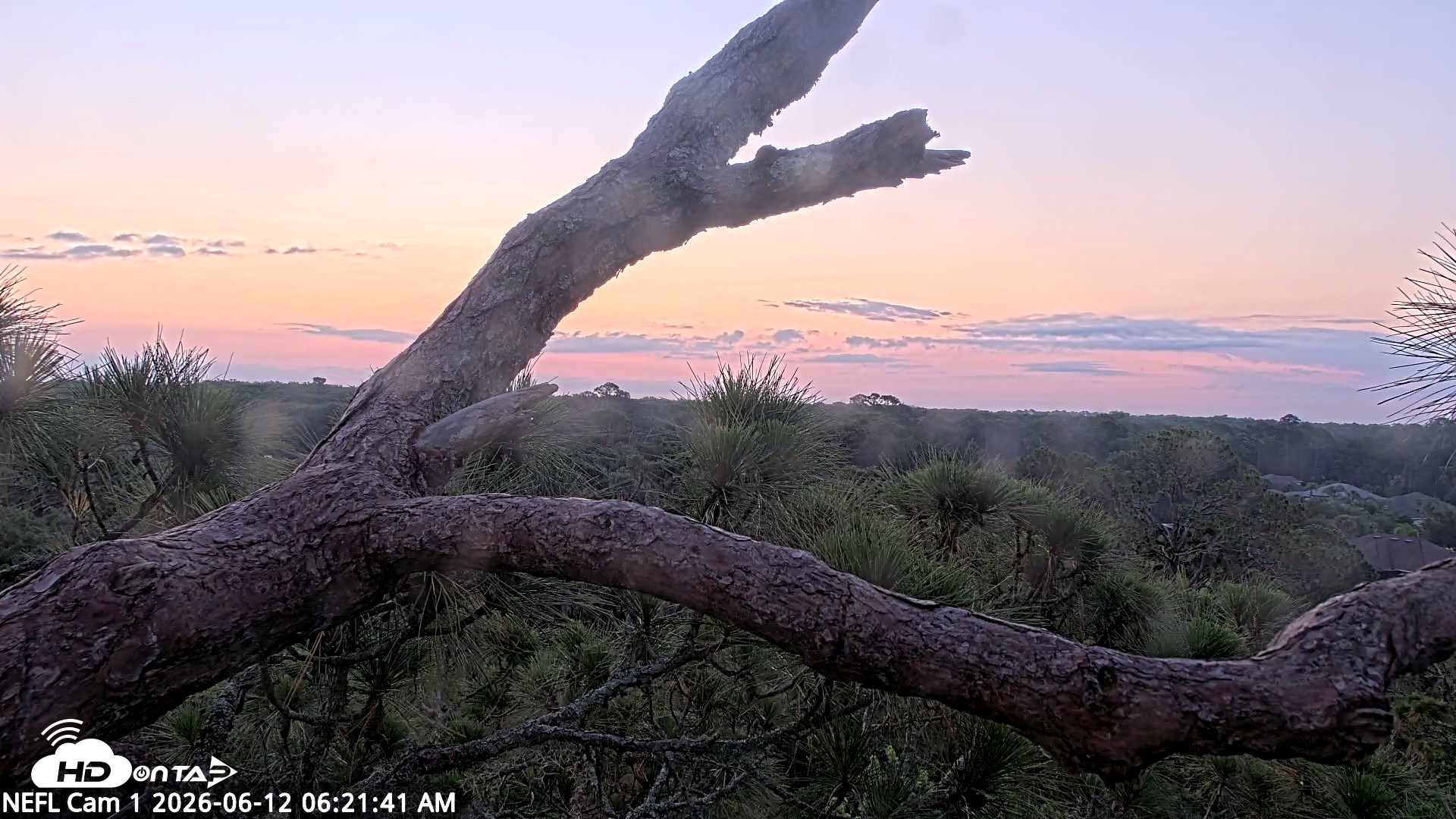 Snapshot of NE Florida Eagles Live Webcam taken Jun 12, 2026, 6:23am EDT