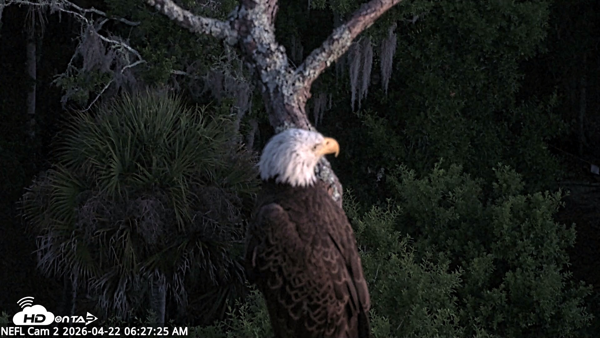 Snapshot of NE Florida Eagles Live Webcam taken Apr 22, 2026, 6:28am EDT