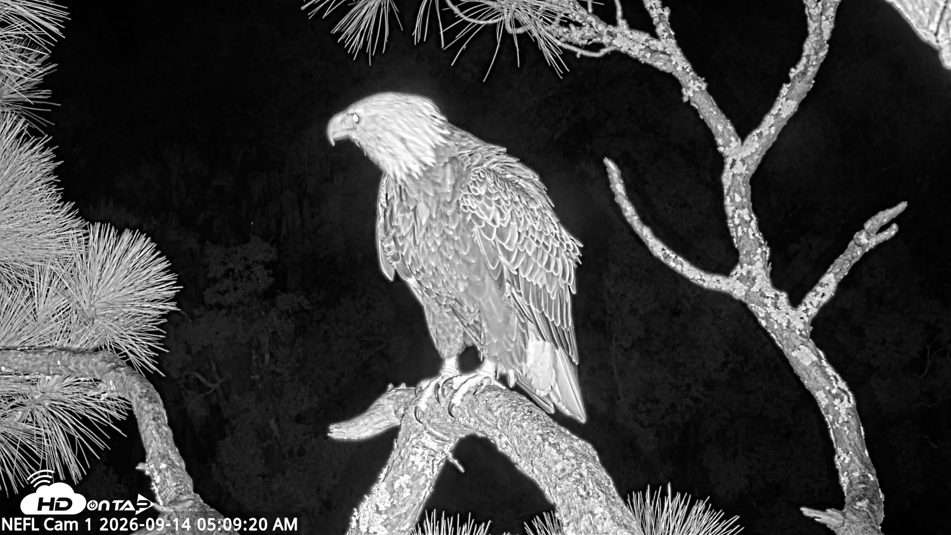Snapshot of NE Florida Eagles Live Webcam taken Sep 14, 2026, 5:10am EDT