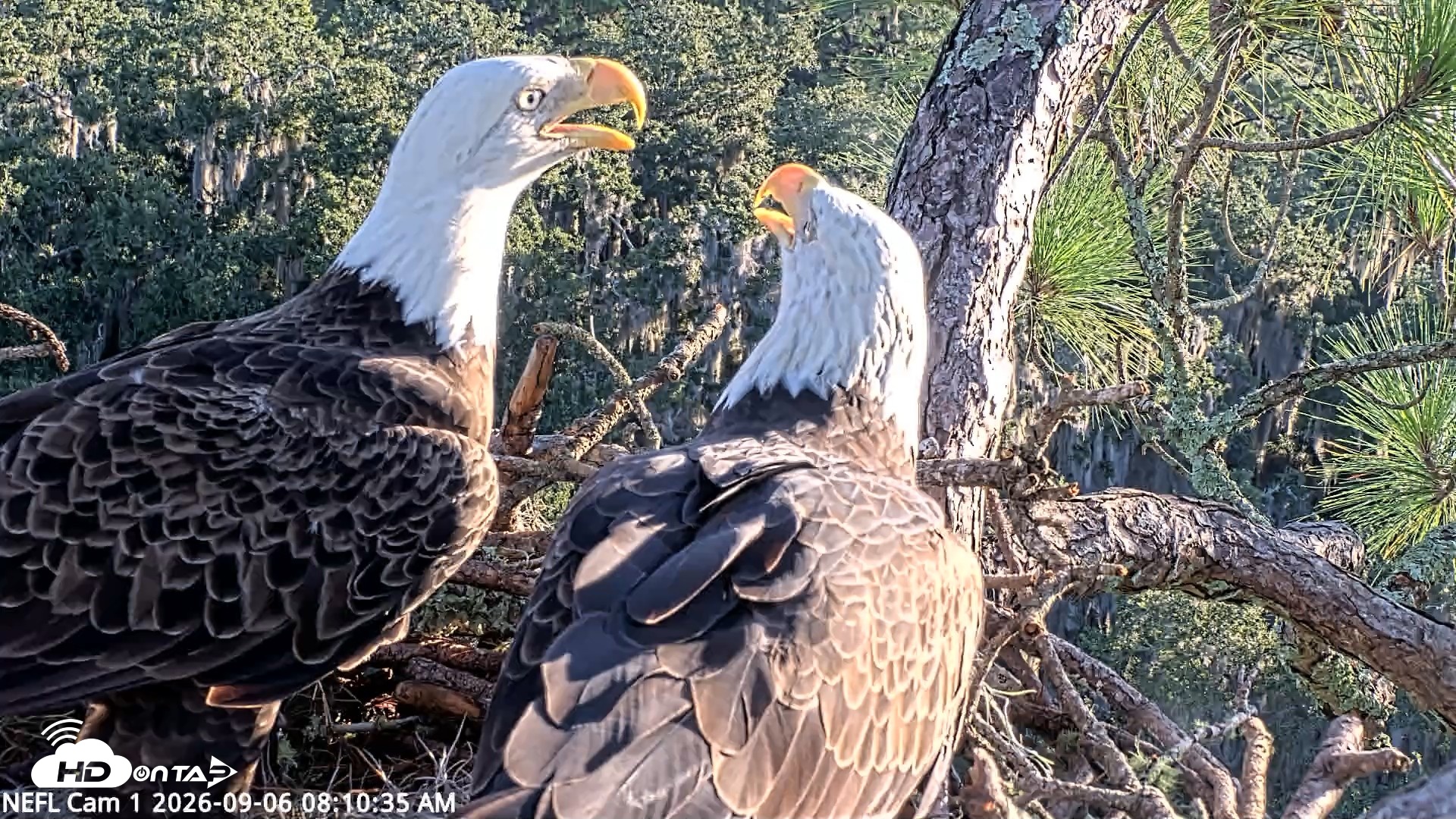 Snapshot of NE Florida Eagles Live Webcam taken Sep 6, 2026, 8:11am EDT