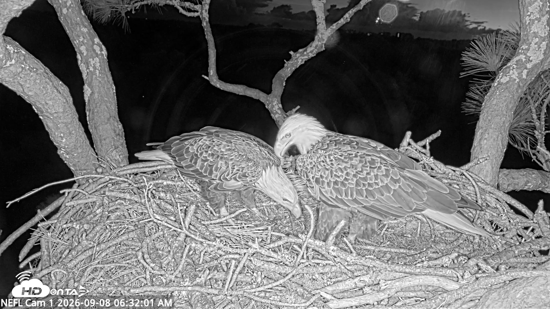 Snapshot of NE Florida Eagles Live Webcam taken Sep 8, 2026, 6:32am EDT