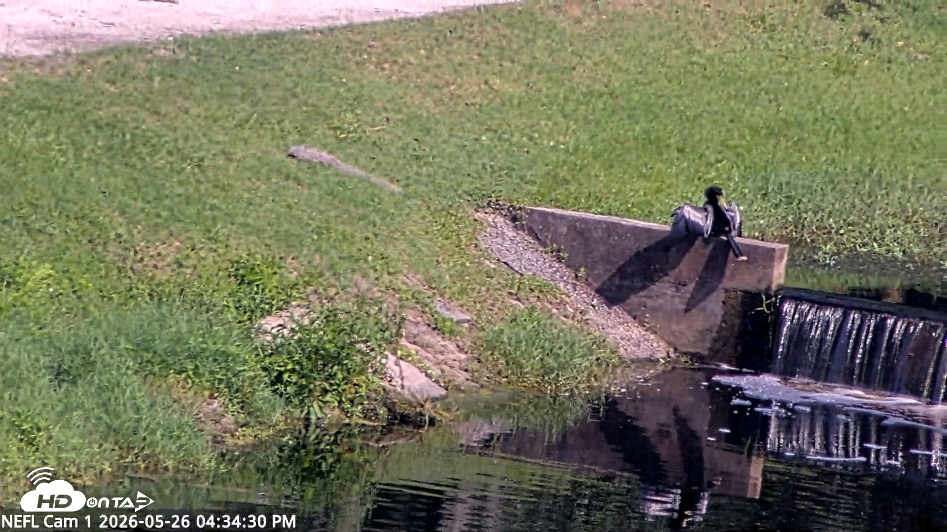 Snapshot of NE Florida Eagles Live Webcam taken May 26, 2026, 4:35pm EDT