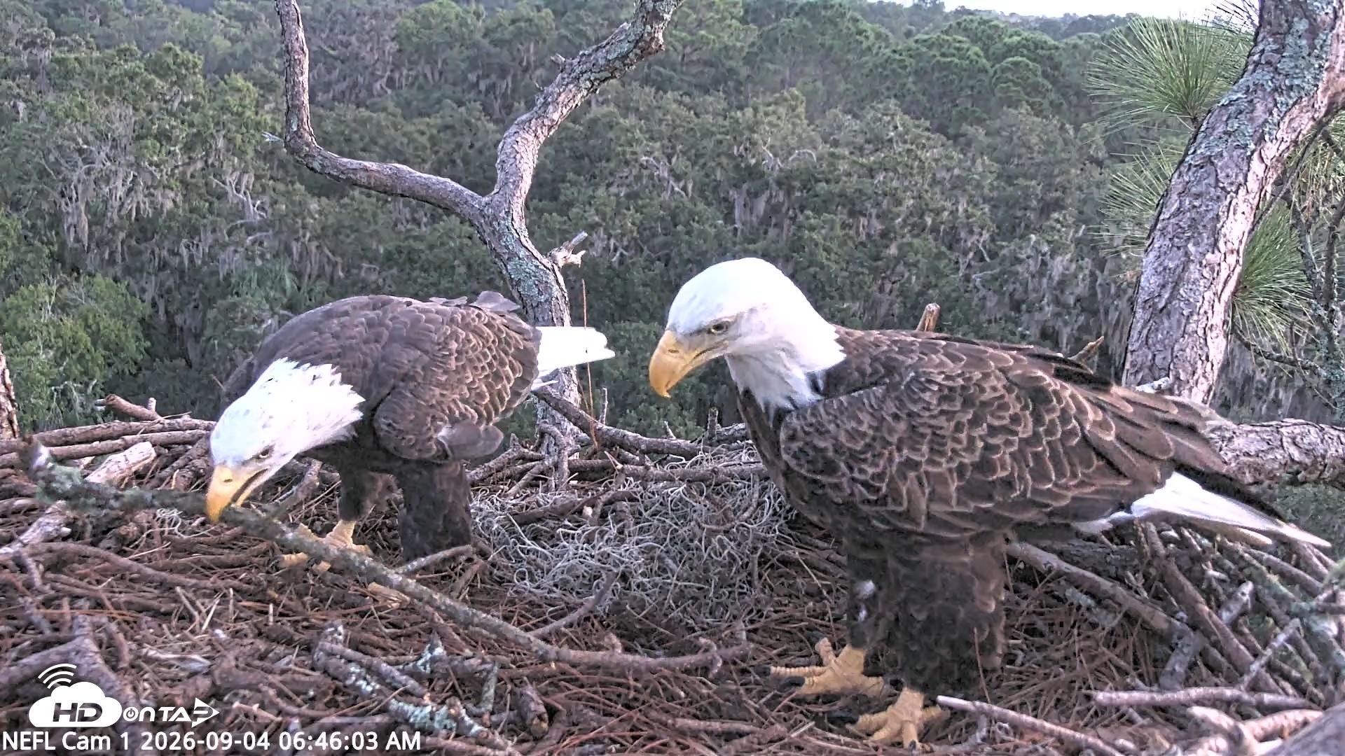 Snapshot of NE Florida Eagles Live Webcam taken Sep 4, 2026, 6:46am EDT