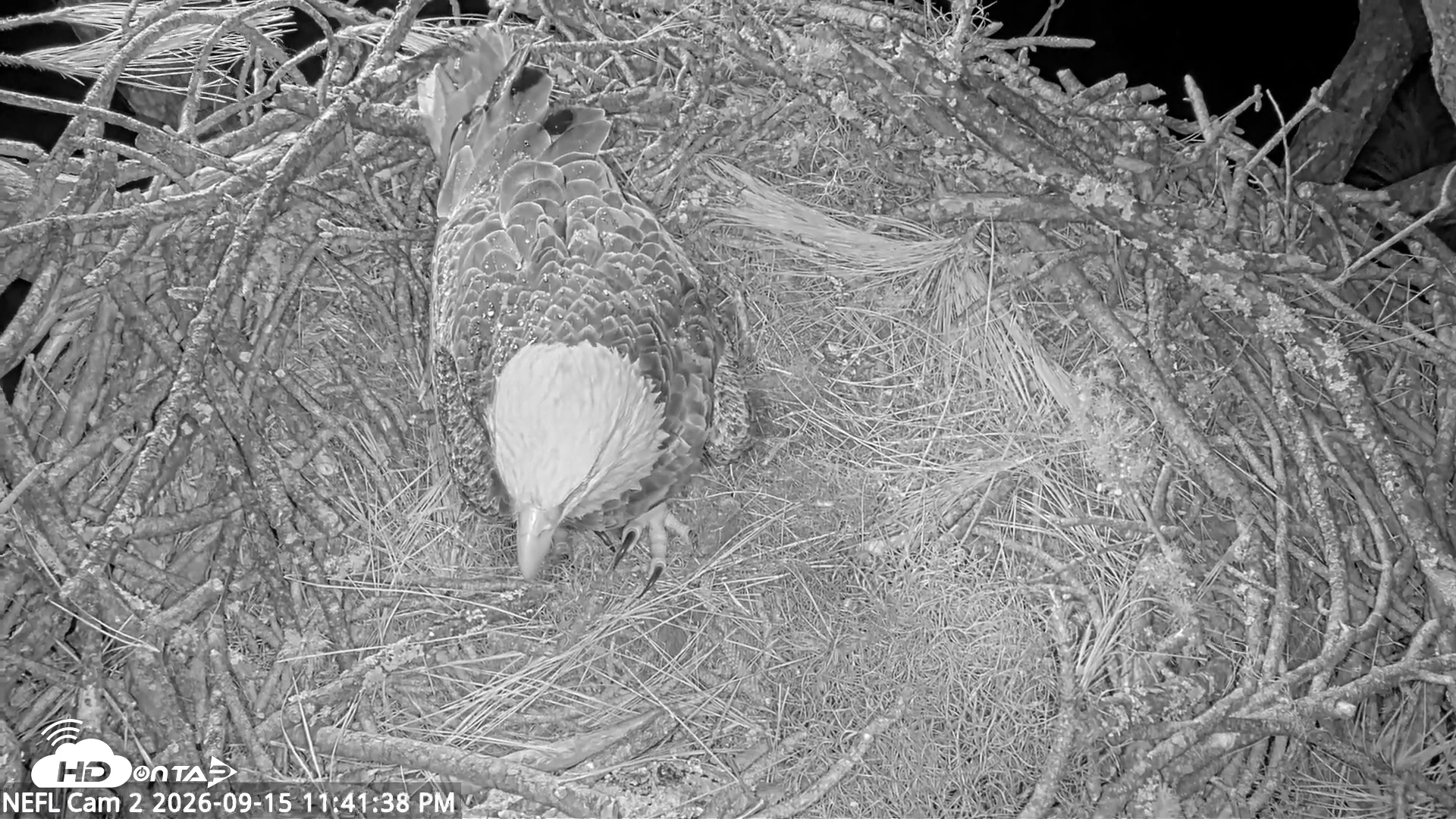 Snapshot of NE Florida Eagles Live Webcam taken Sep 15, 2026, 11:42pm EDT