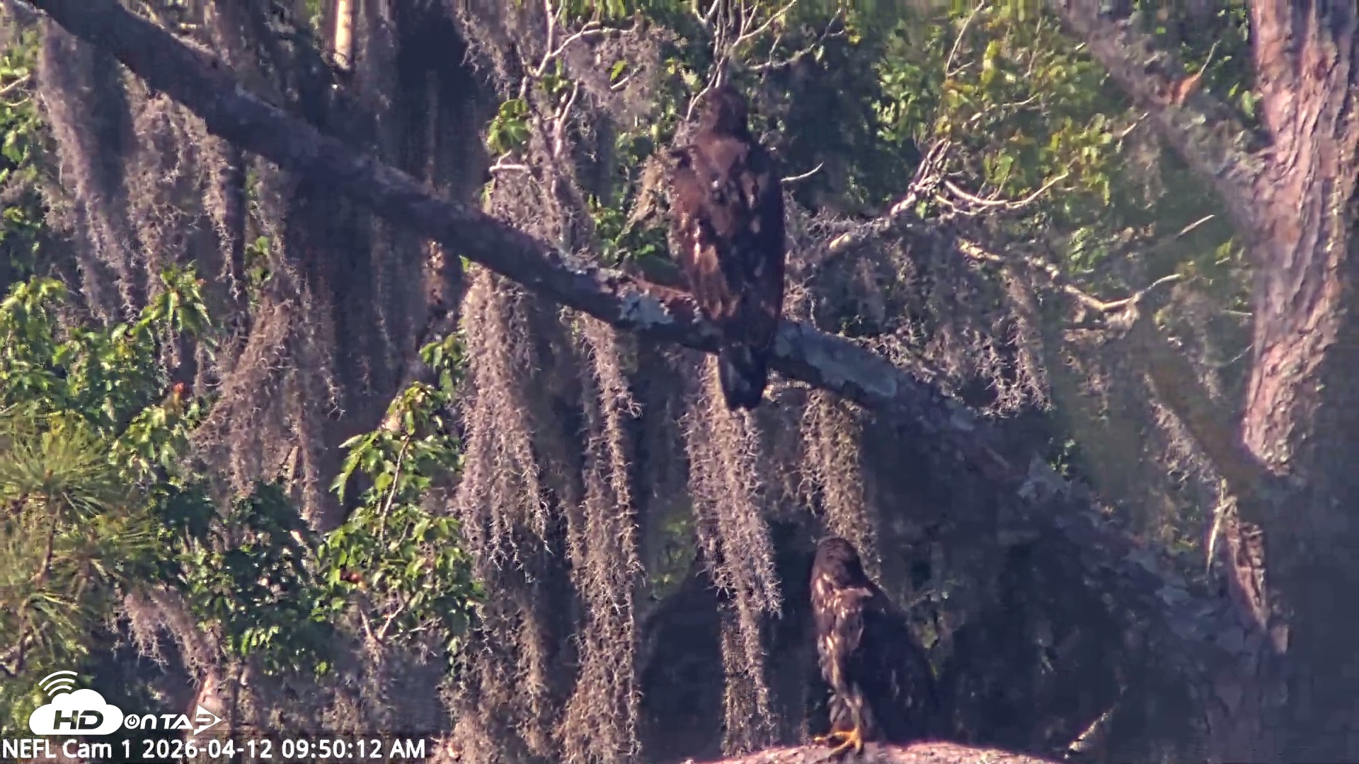 Snapshot of NE Florida Eagles Live Webcam taken Apr 12, 2026, 9:51am EDT