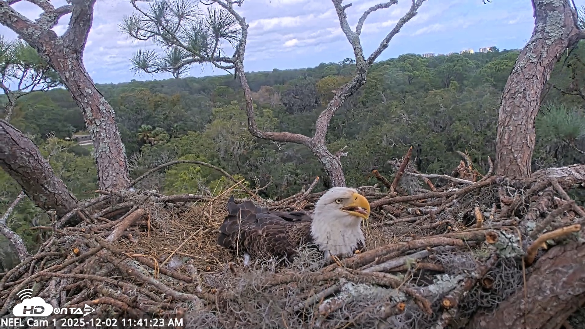 Snapshot of NE Florida Eagles Live Webcam taken Dec 2, 2025, 11:42am EST