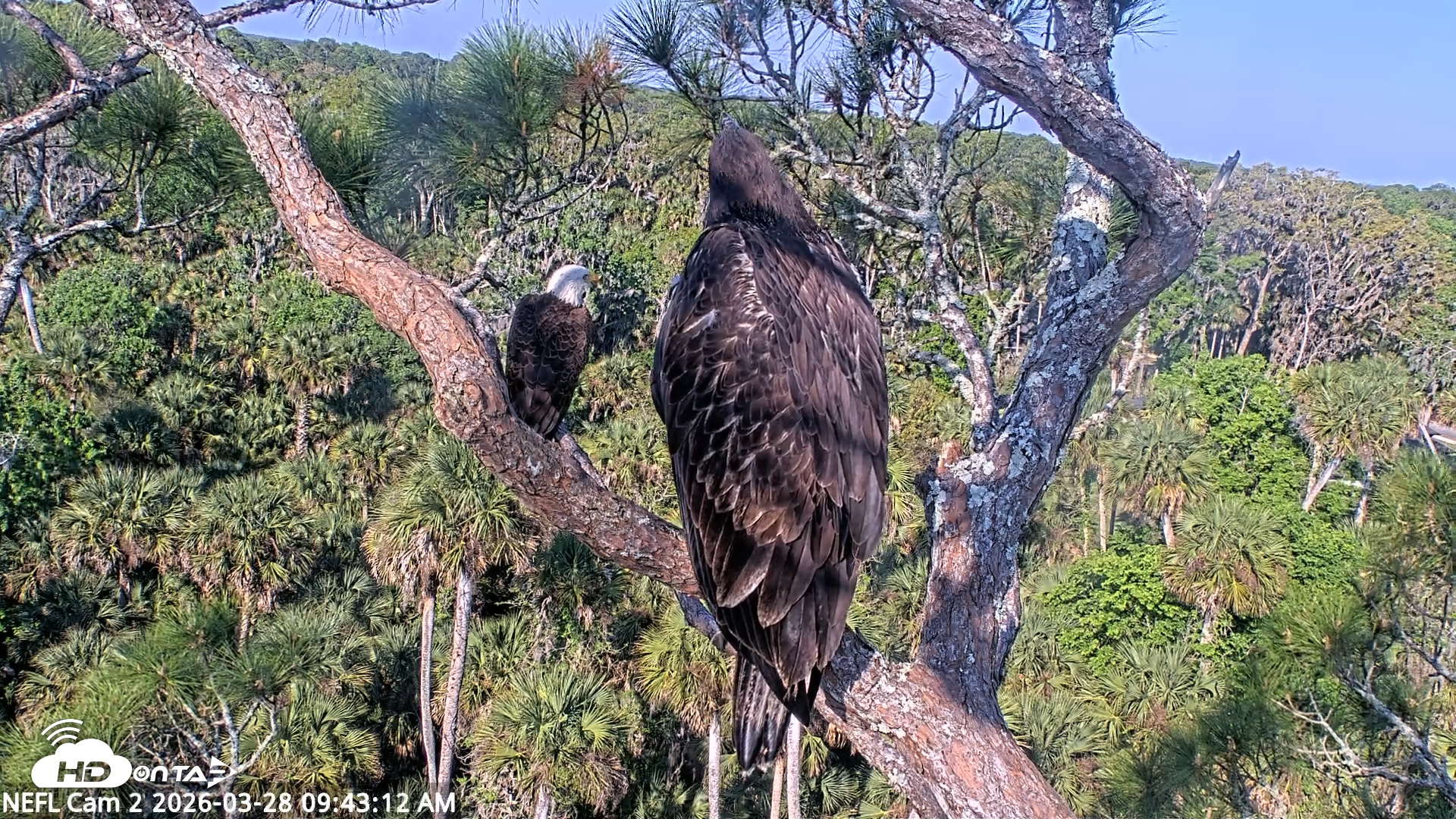Snapshot of NE Florida Eagles Live Webcam taken Mar 28, 2026, 9:44am EDT