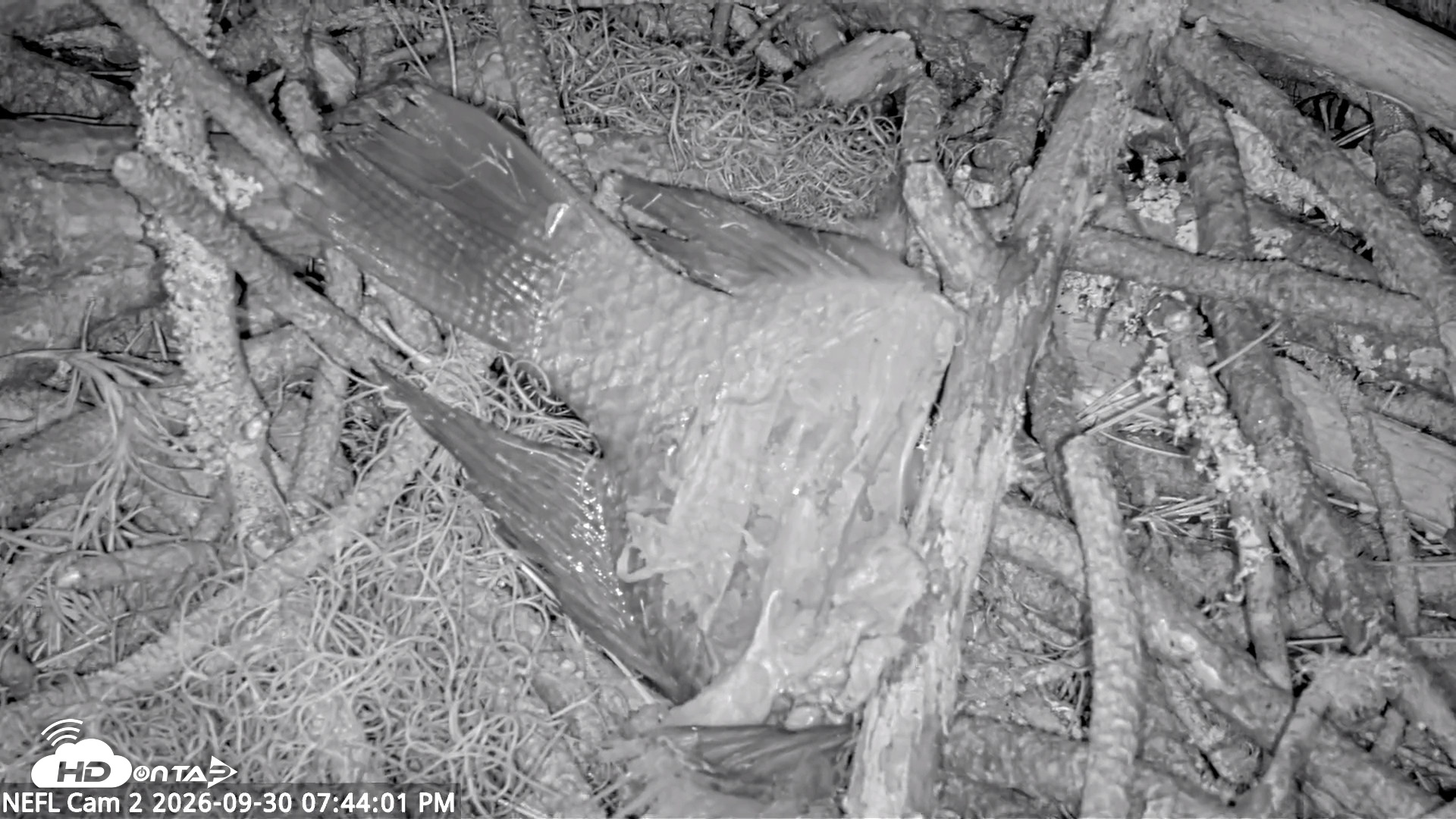 Snapshot of NE Florida Eagles Live Webcam taken Sep 30, 2026, 7:45pm EDT