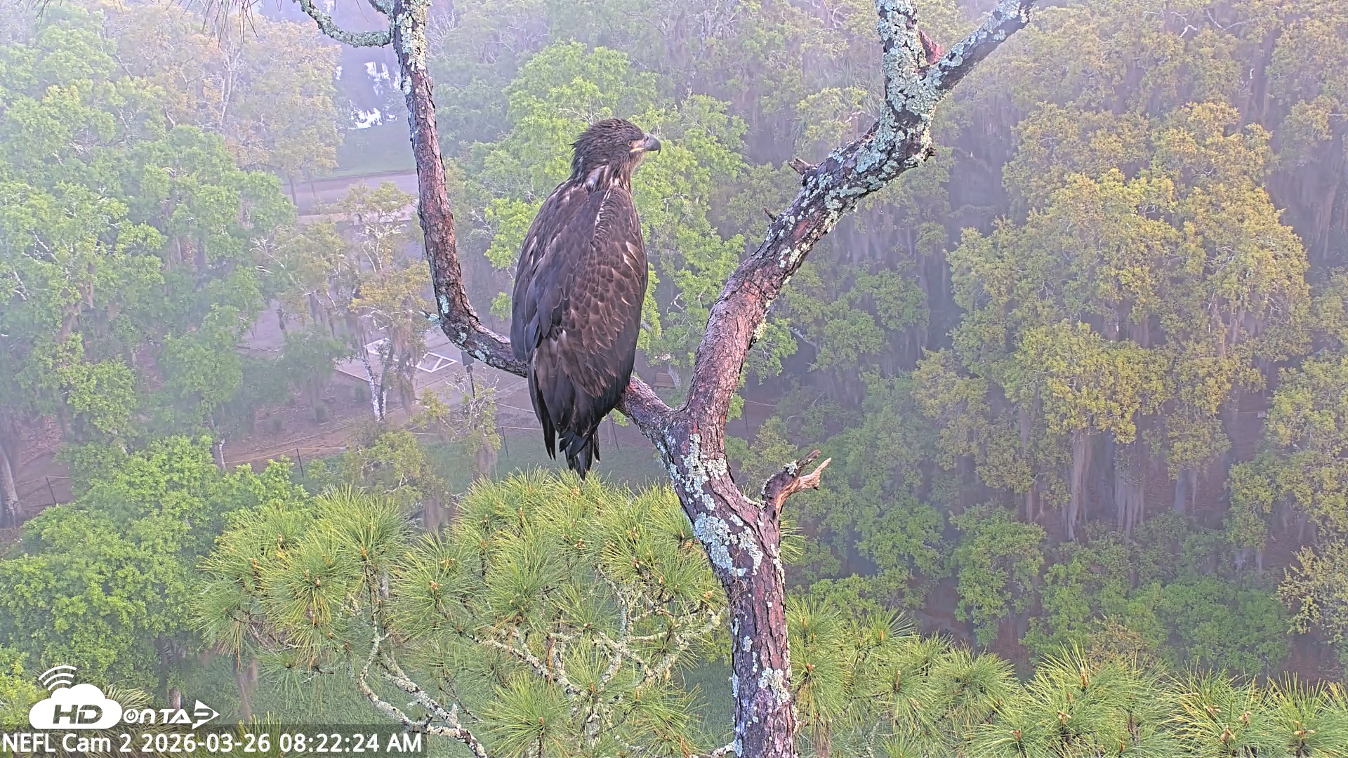 Snapshot of NE Florida Eagles Live Webcam taken Mar 26, 2026, 8:23am EDT